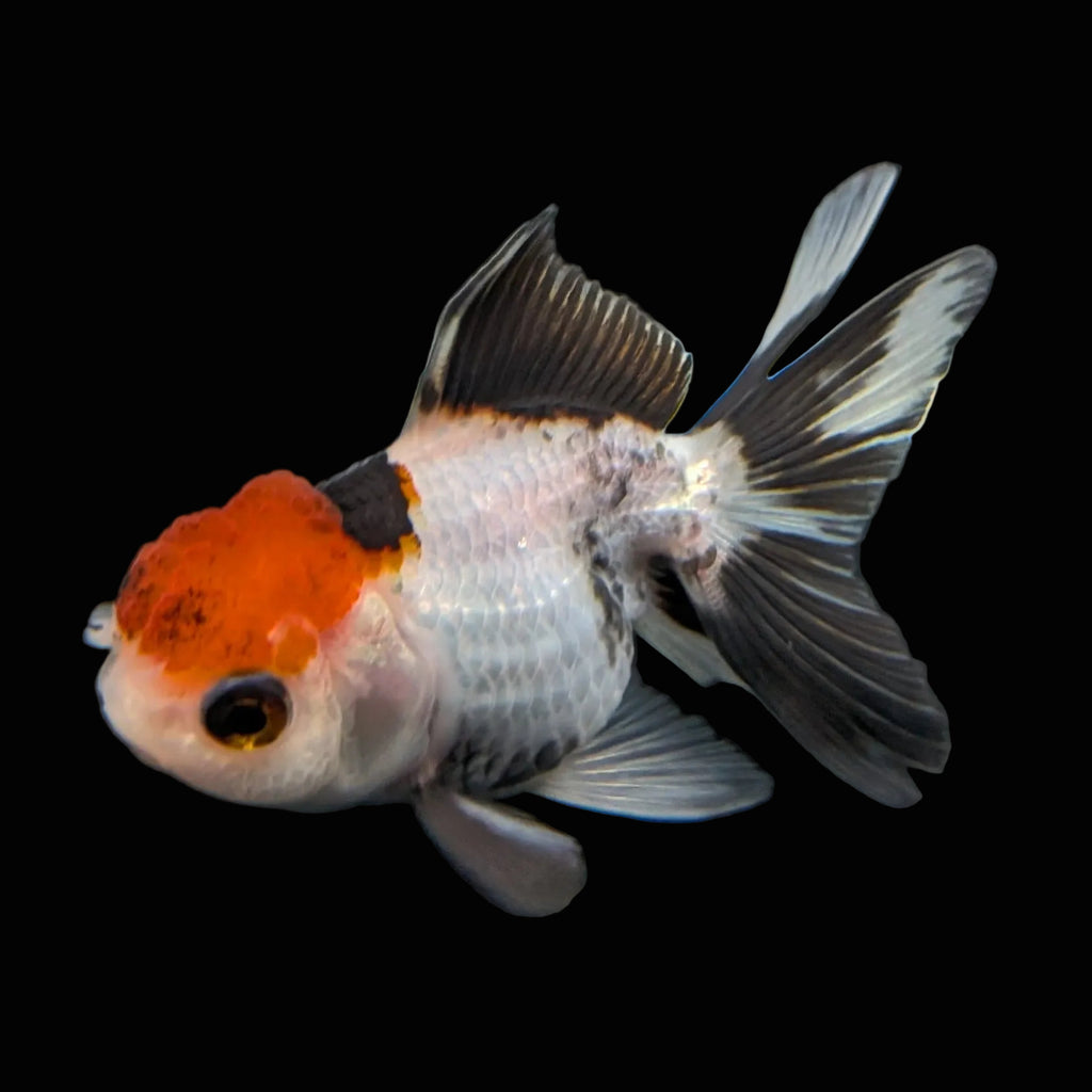 Thai Baby Oranda Tricolor 3"in.  ID#807T1A-002