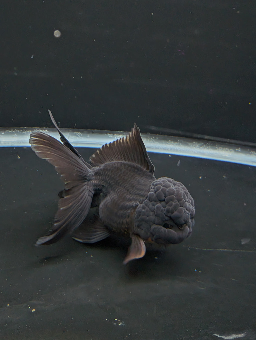 Thai Oranda Godzilla Black 3.5"-4"in.  ID#1023T1A-028
