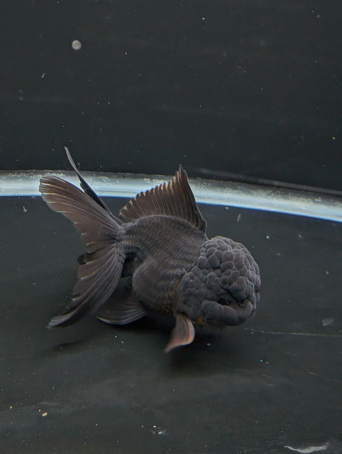 Thai Oranda Godzilla Black 3.5"-4"in.  ID#1023T1A-028
