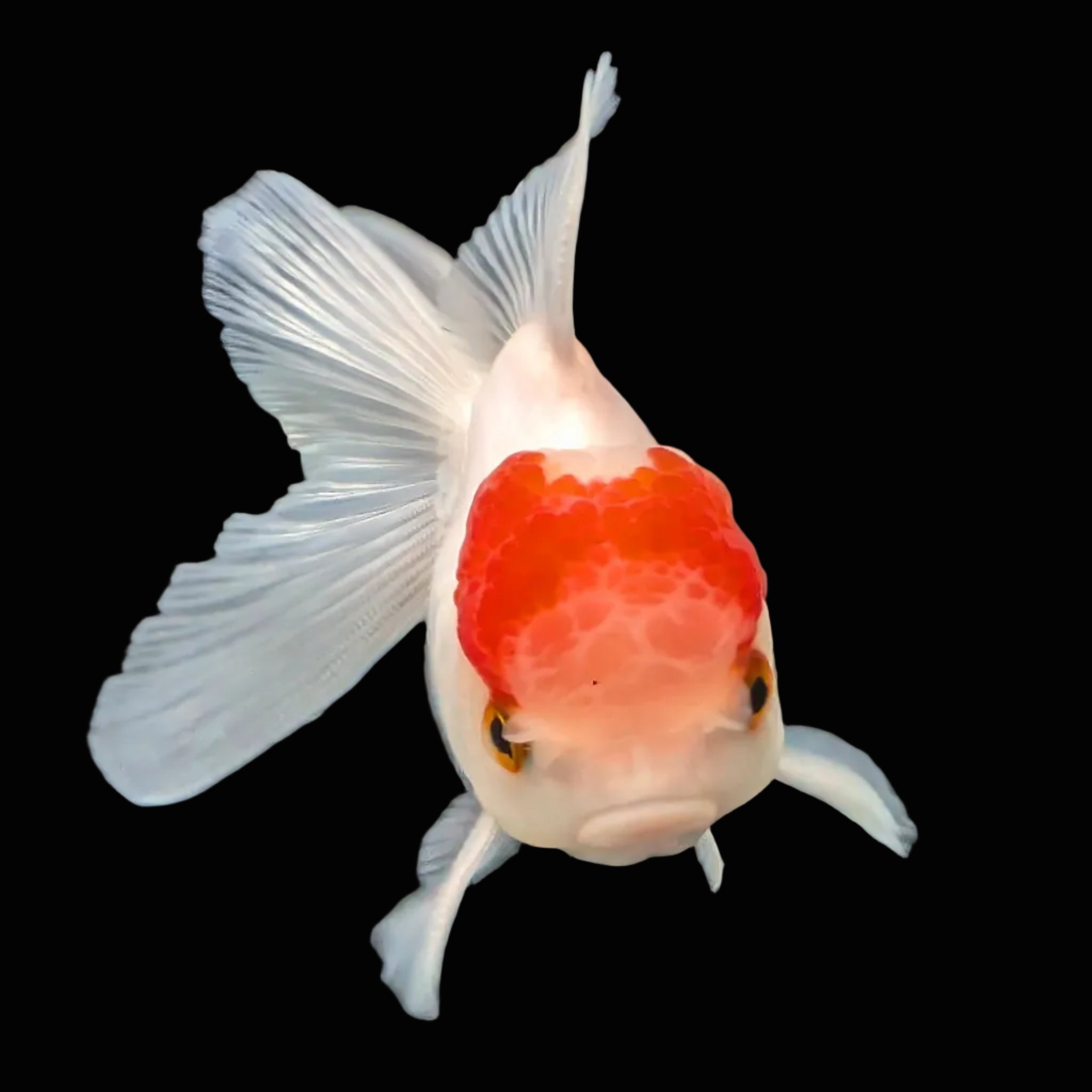 Juvenile Oranda Tricolor 3.5"-4" in.  ID#417T7A-009