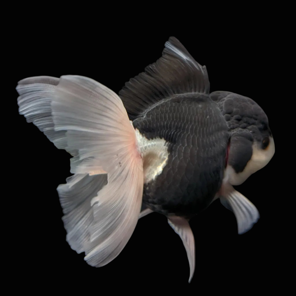 Thai Oranda Panda  4.5"-5"  ID#718T5B-002