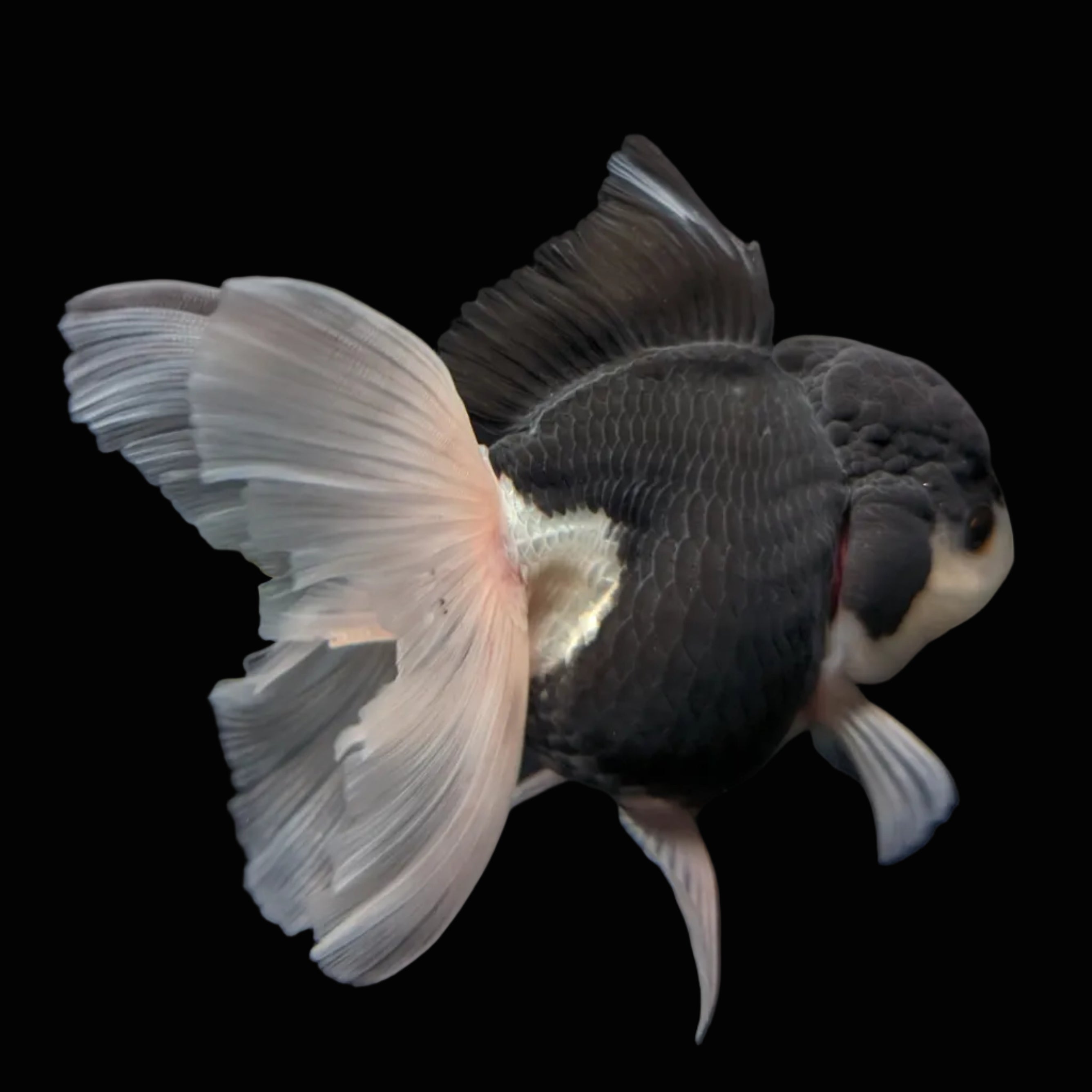 Thai Oranda Panda  4.5"-5"  ID#718T5B-002