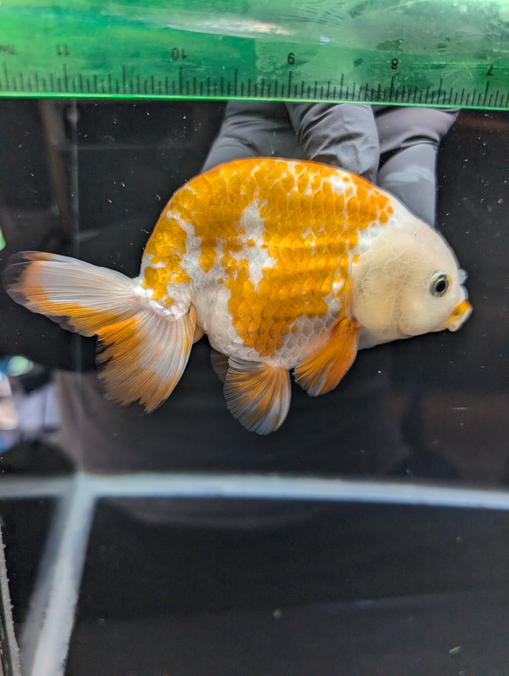 Thai Jumbo Ranchu  *Special Color Calico 4"-4.5" in. ID#807R9A-002 Please See Notes.