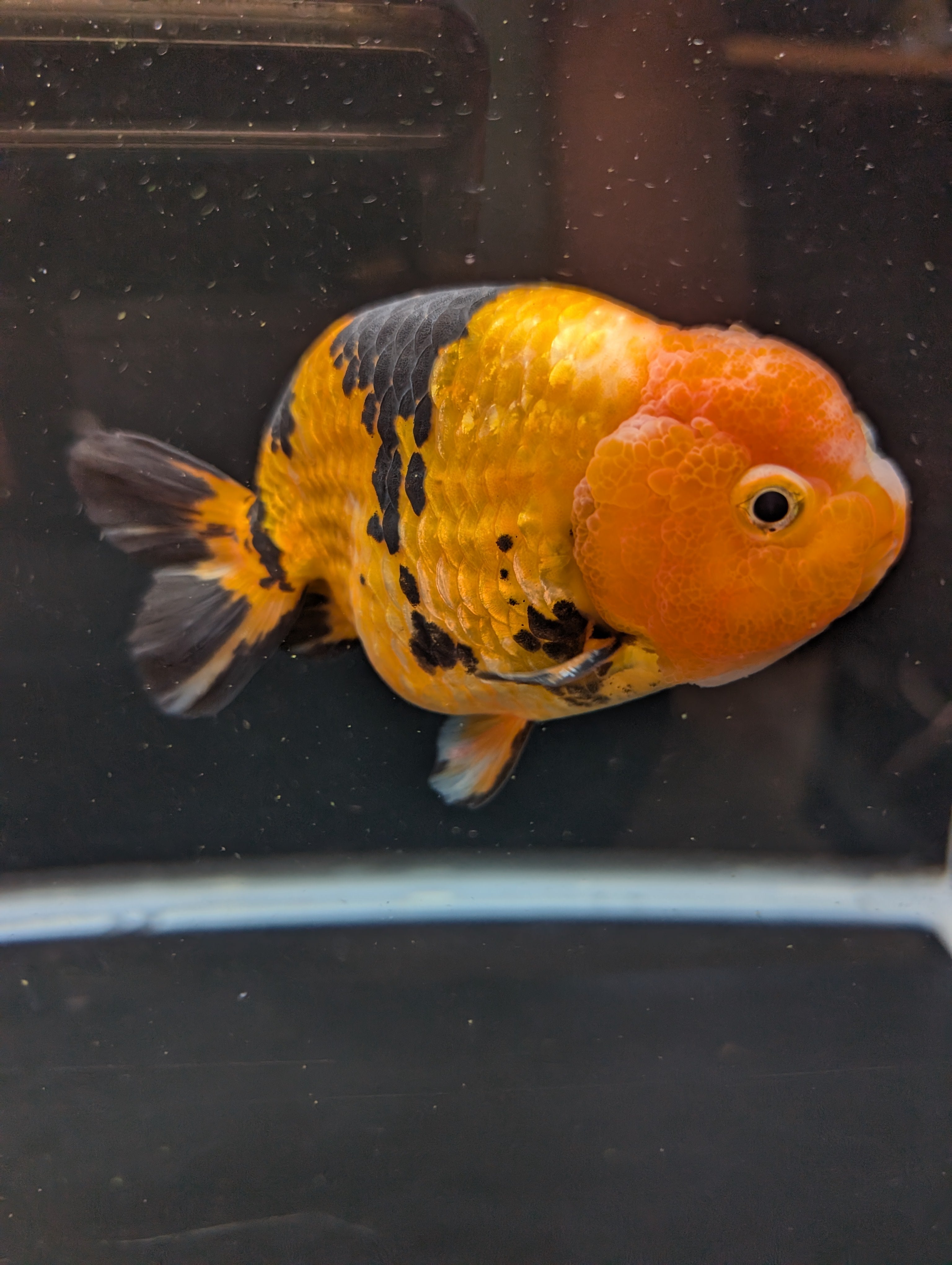 Jumbo Ranchu Calico 4.5"-5" in. ID#821R8A-034
