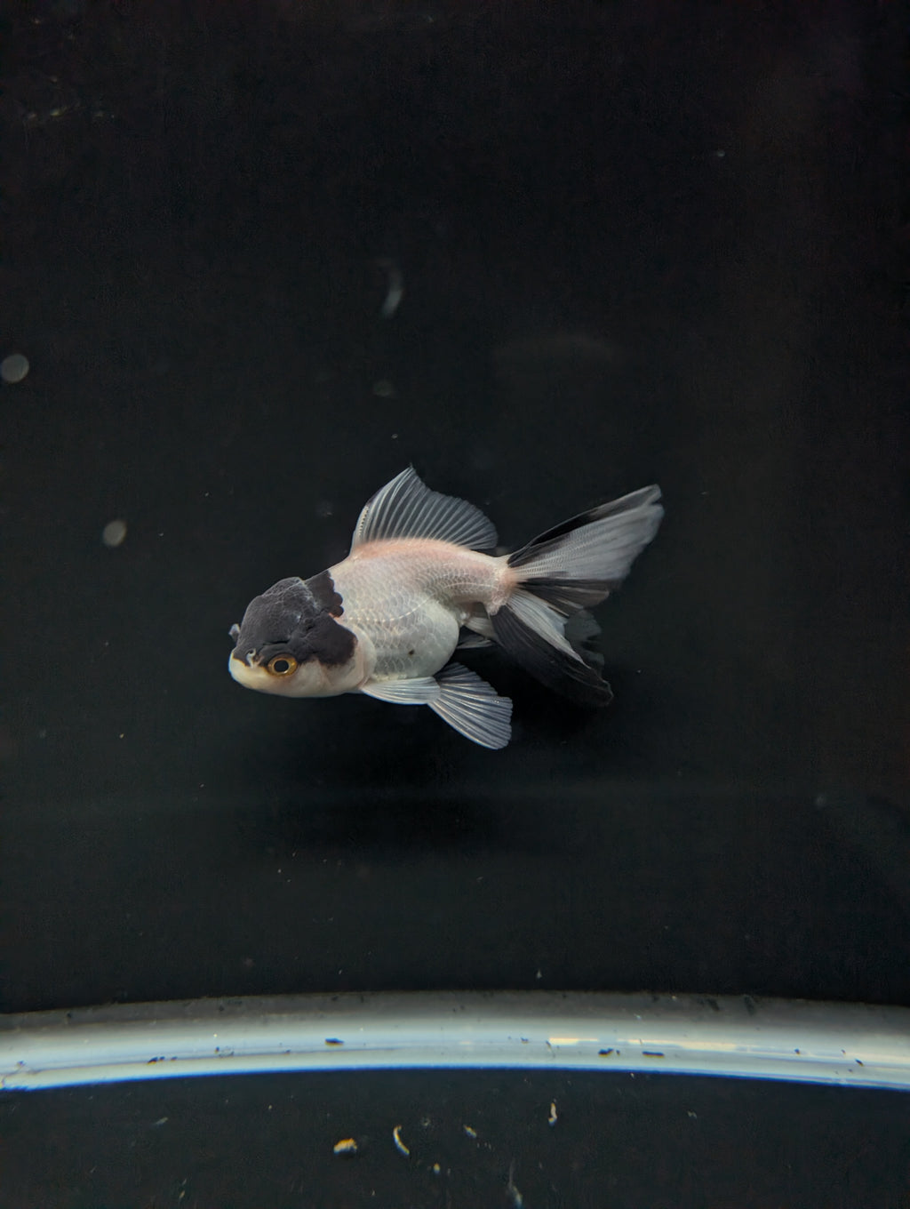 Juvenile Oranda Panda 3.5"-4" in.  ID#501T2A-012