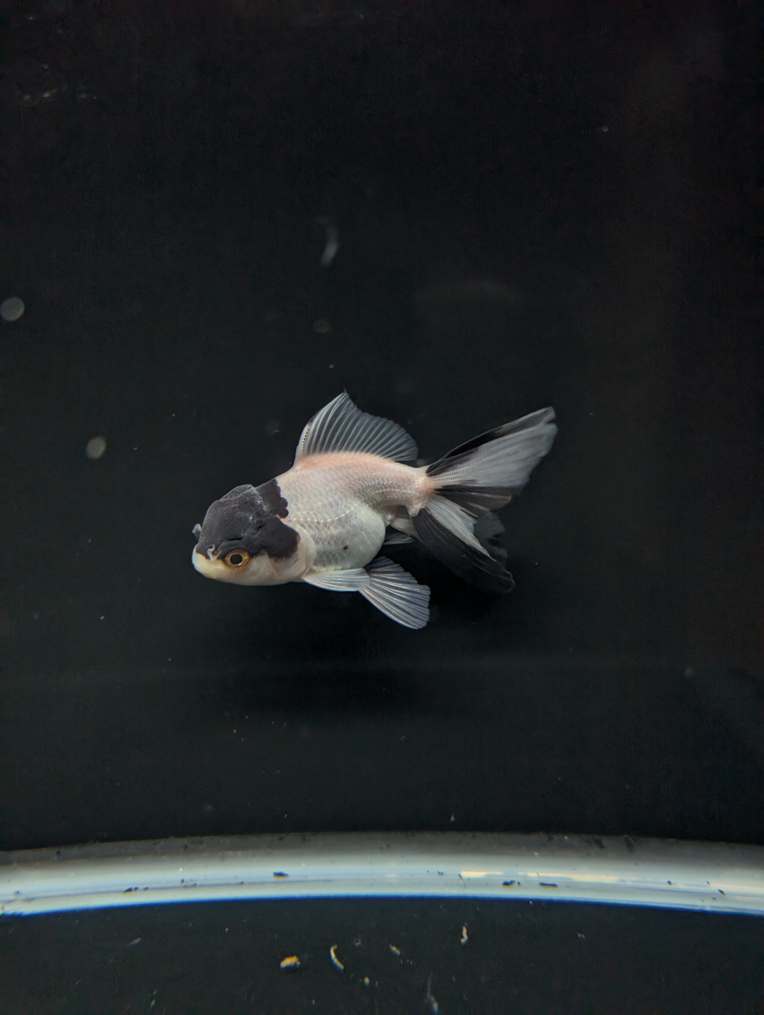 Juvenile Oranda Panda 3.5"-4" in.  ID#501T2A-012