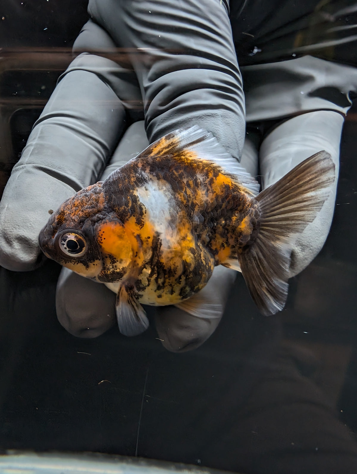 Baby Thai Shogun Oranda Tiger Calico 2"-2.5" in. ID#1023BSG11A-030