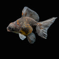 Telescope Butterfly Kirin Calico 3.5"-4" in. ID#508B4A-008