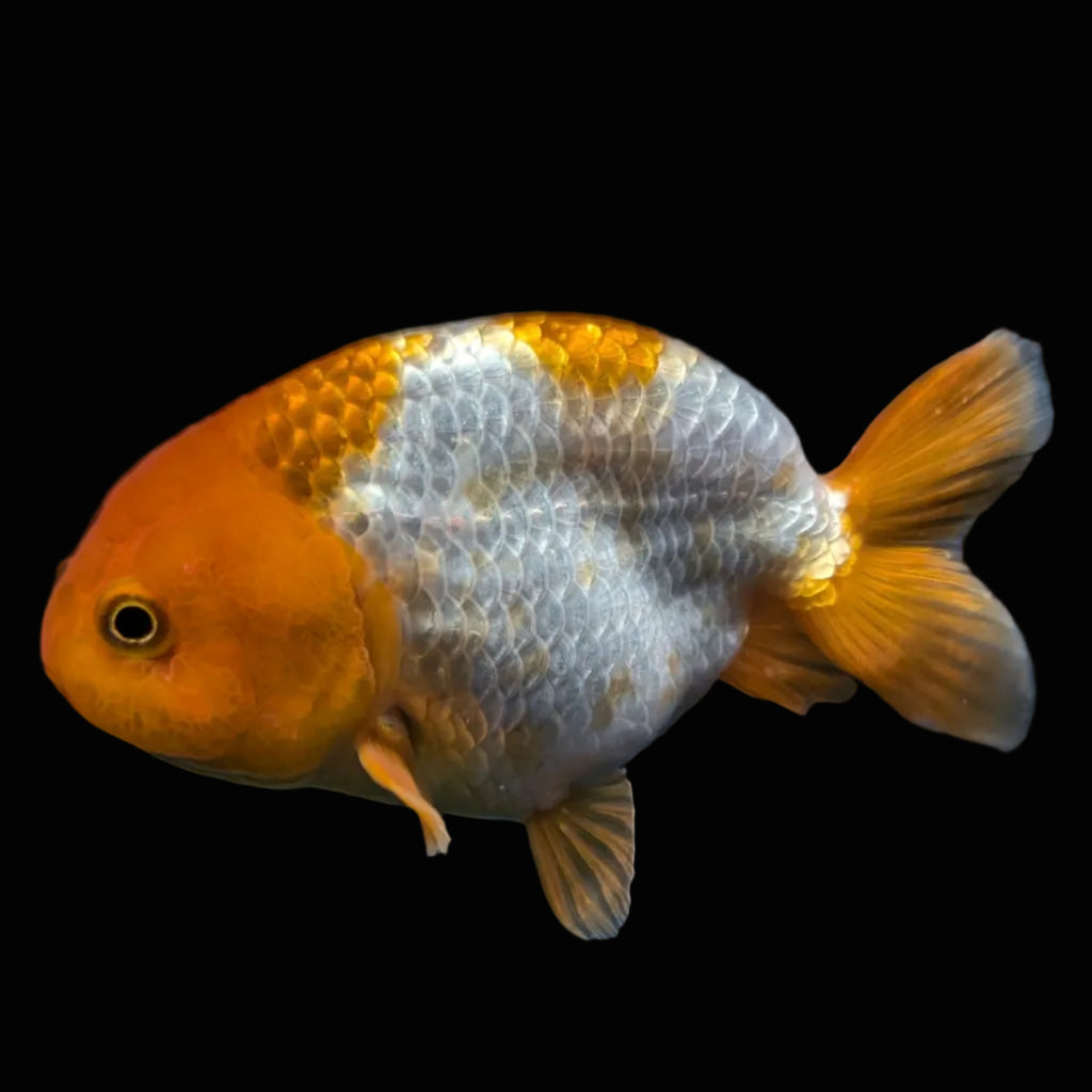 Ranchu Red White 4"-4.5"in. ID#821R4A-057