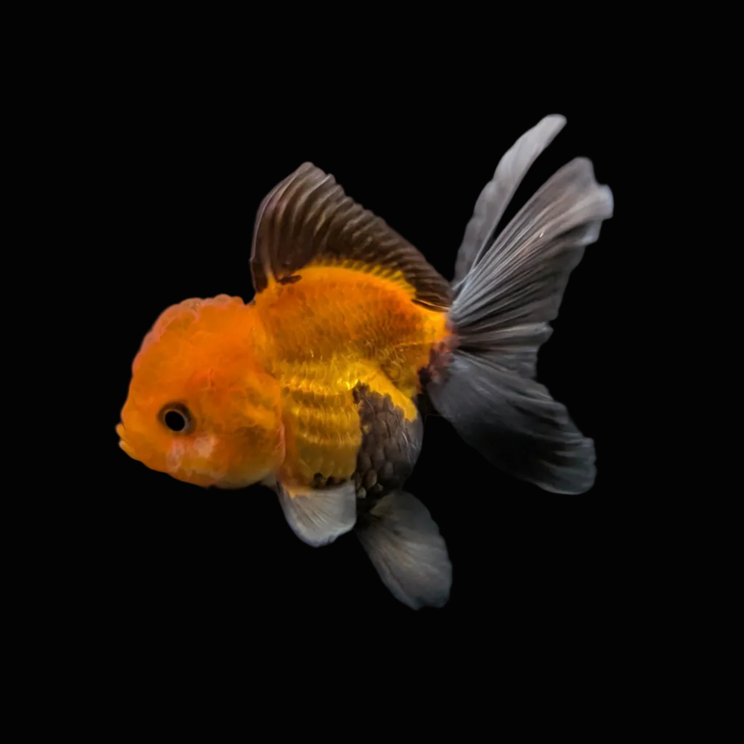 Juvenile Oranda Red Black 3.5"-4" in.  ID#327T13b-031