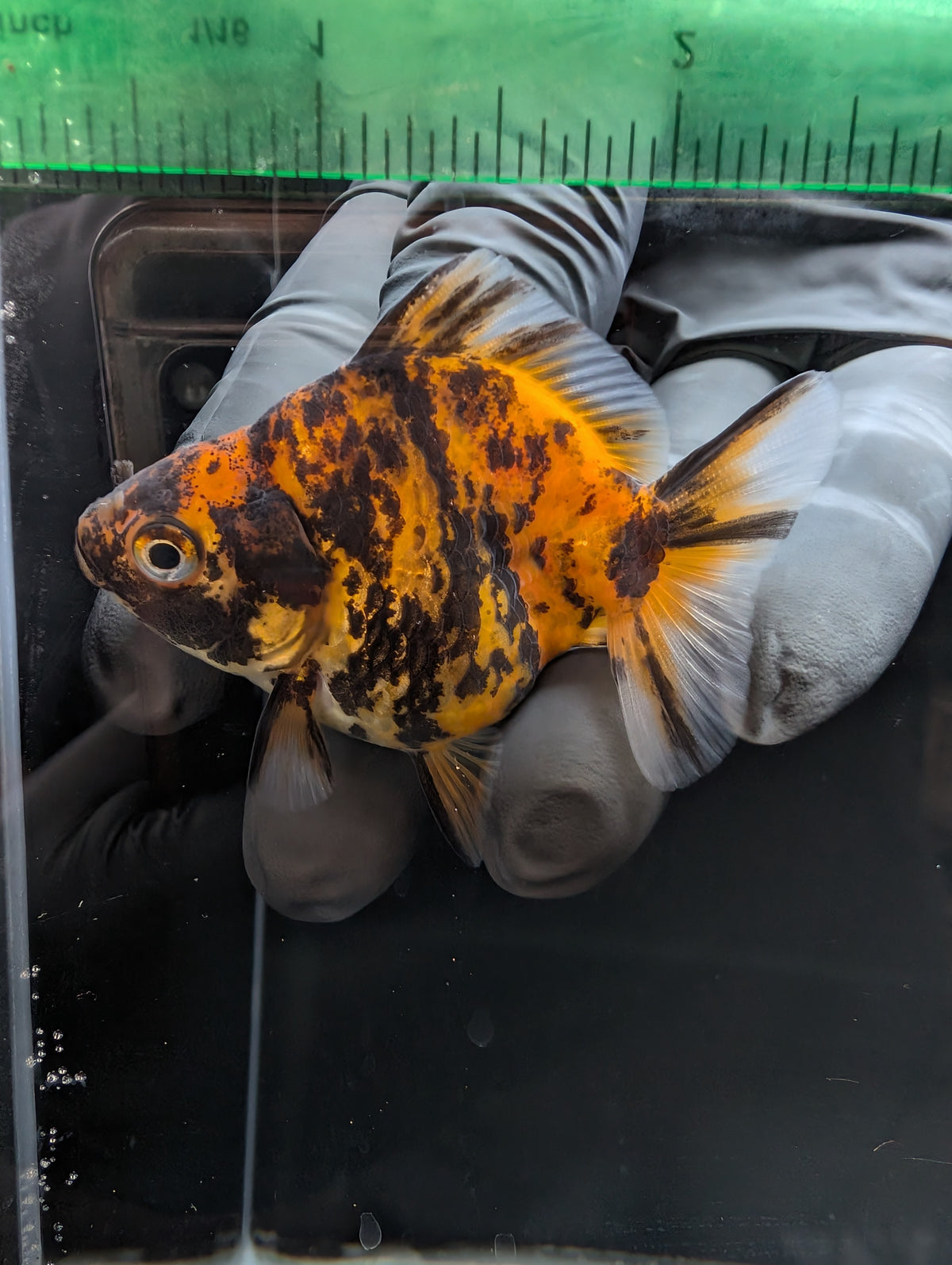 Baby Thai Shogun Oranda Tiger Calico 2"-2.5" in. ID#1023BSG11A-027
