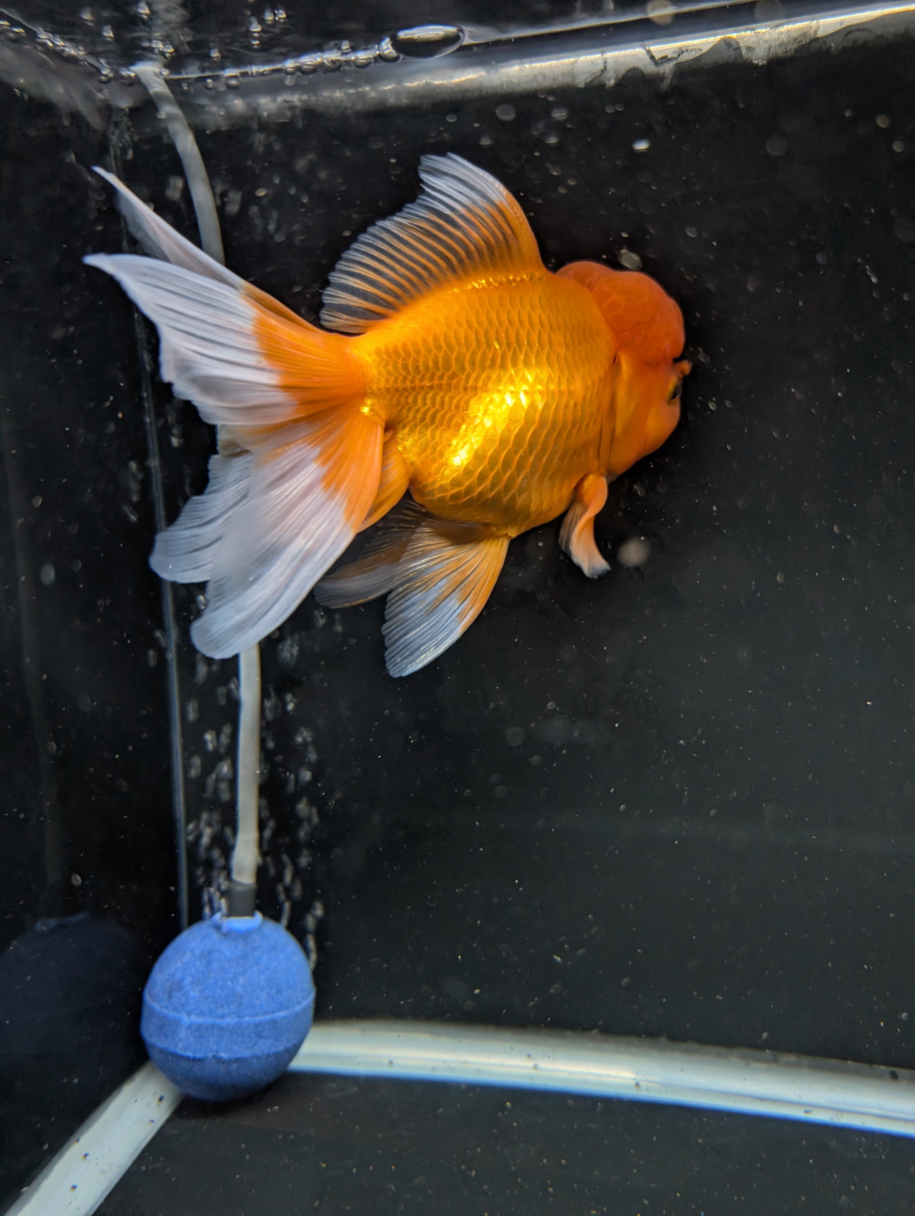 Jumbo Oranda Red White 6.5"-7"in.  ID#522T4B-002