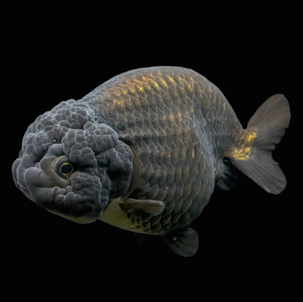 Jumbo Ranchu Black / Bronze 4"-4.5" in. ID#904R8A-006