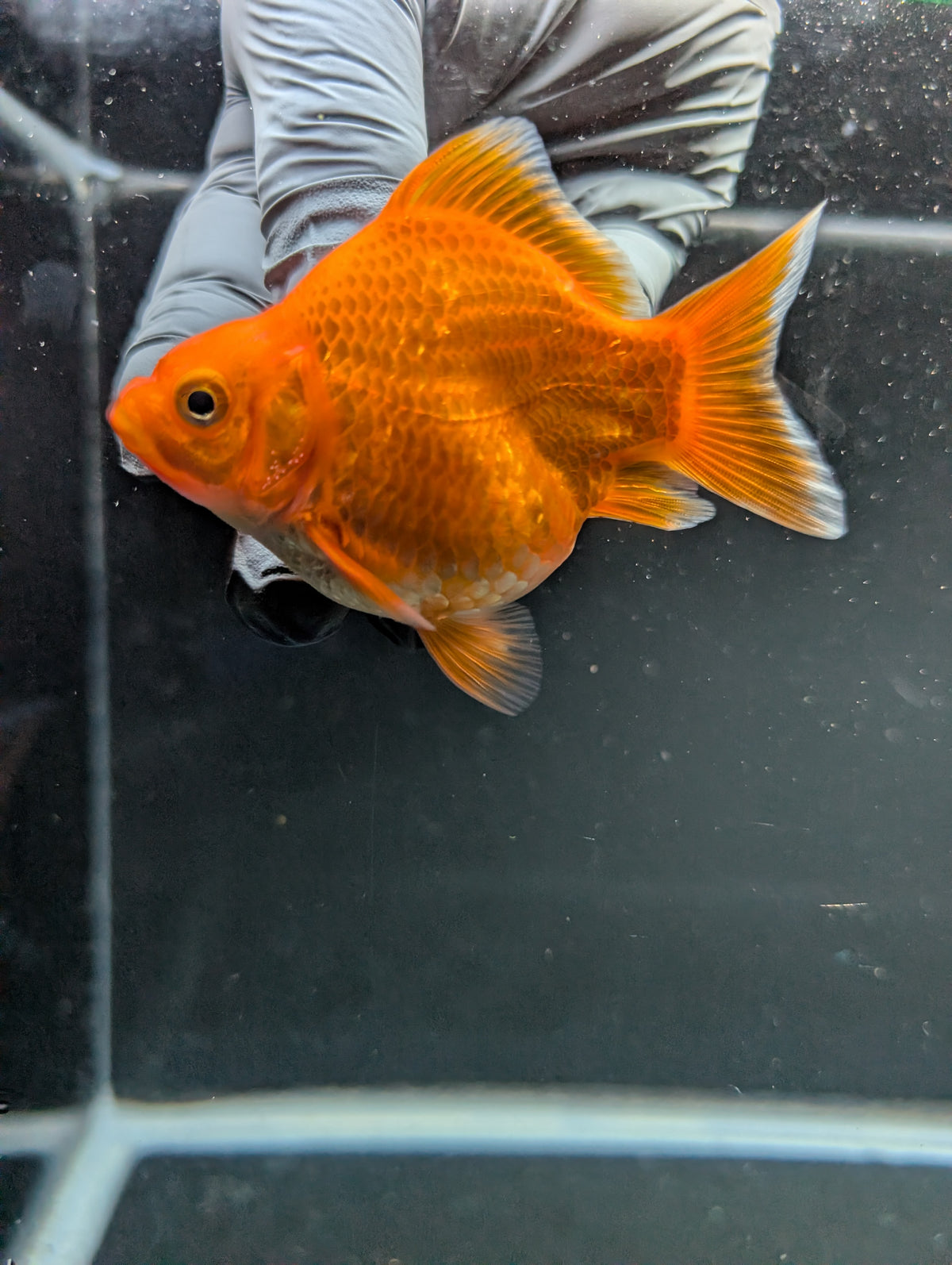 Tamasaba Red White 3"-3.5" in. ID#1009TM1B-009