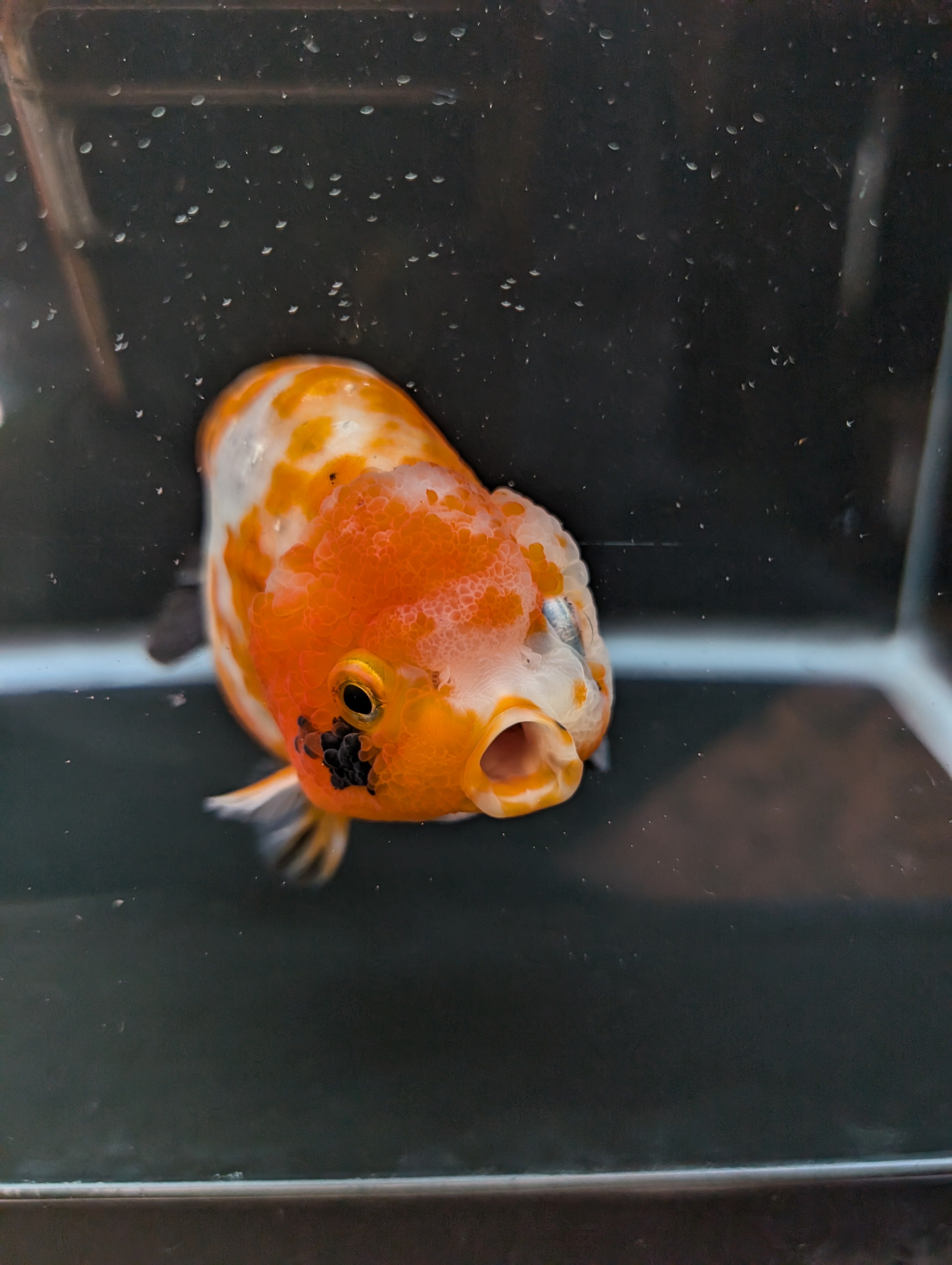 Jumbo Ranchu Sakura Calico 4.5"-5" in. ID#814R8A-026