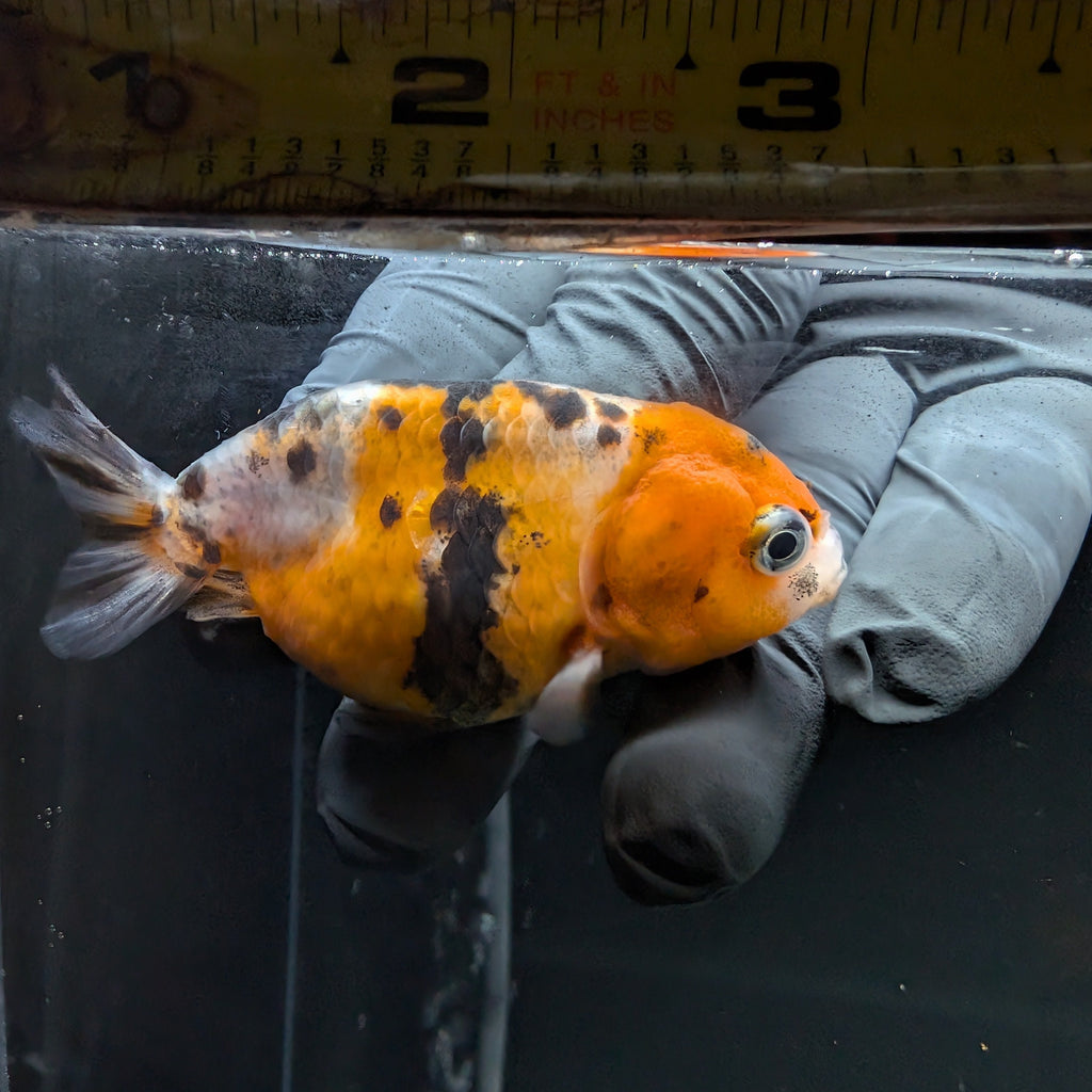 Ranchu Calico 3"-3.5" in. ID#515R4A-017