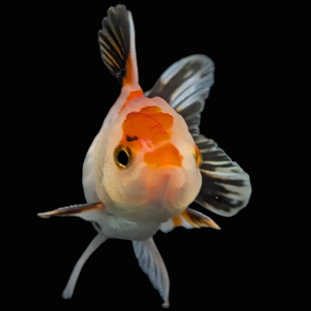 Thai Baby Oranda Tricolor 3"in.  ID#807T1A-004