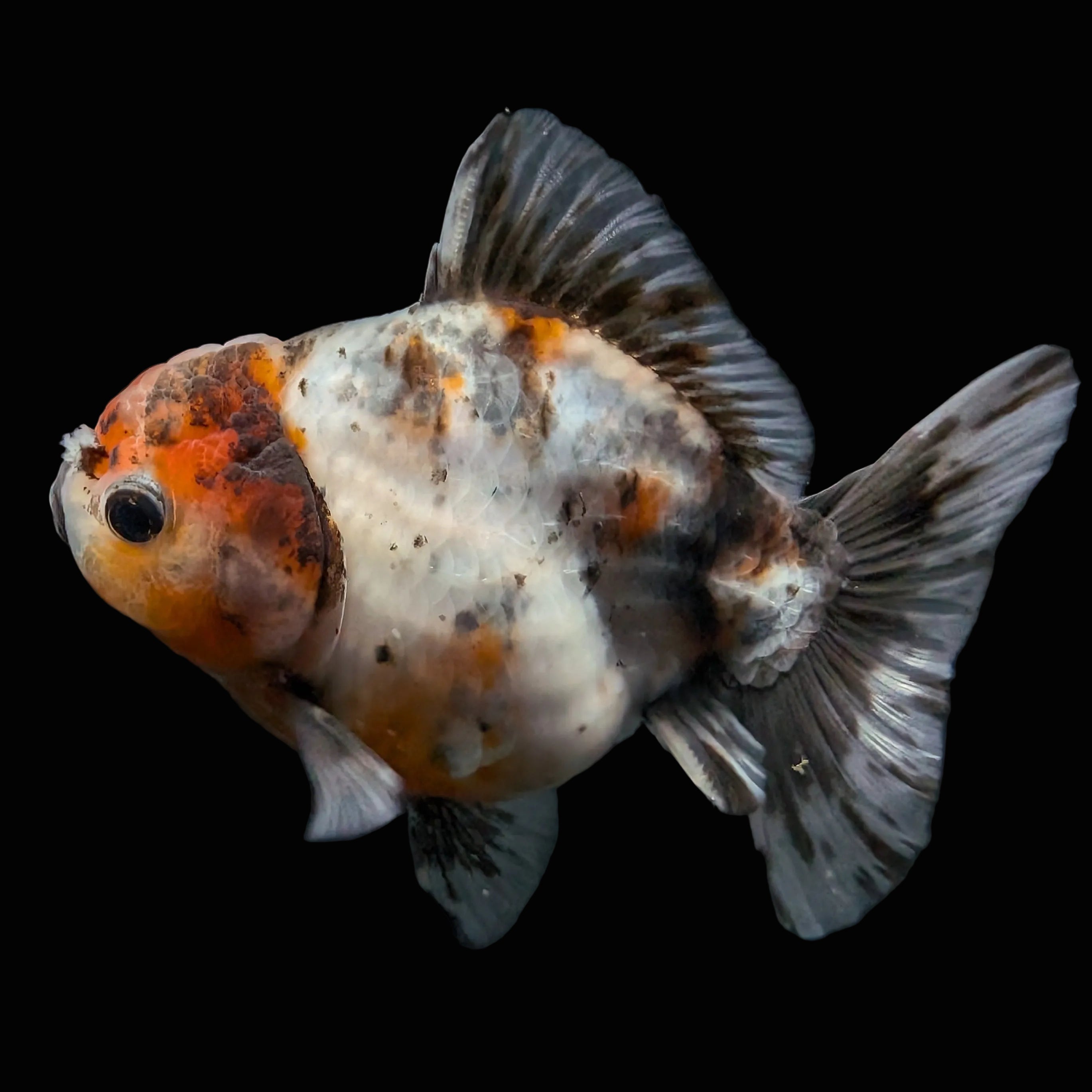 Thai Oranda Shogun Calico 4" in. ID#626SG7A-005
