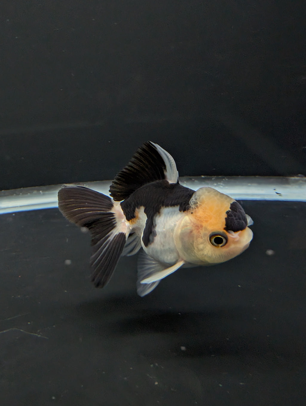 Juvenile Thai Oranda Panda 3"in.  ID#814T1A-008