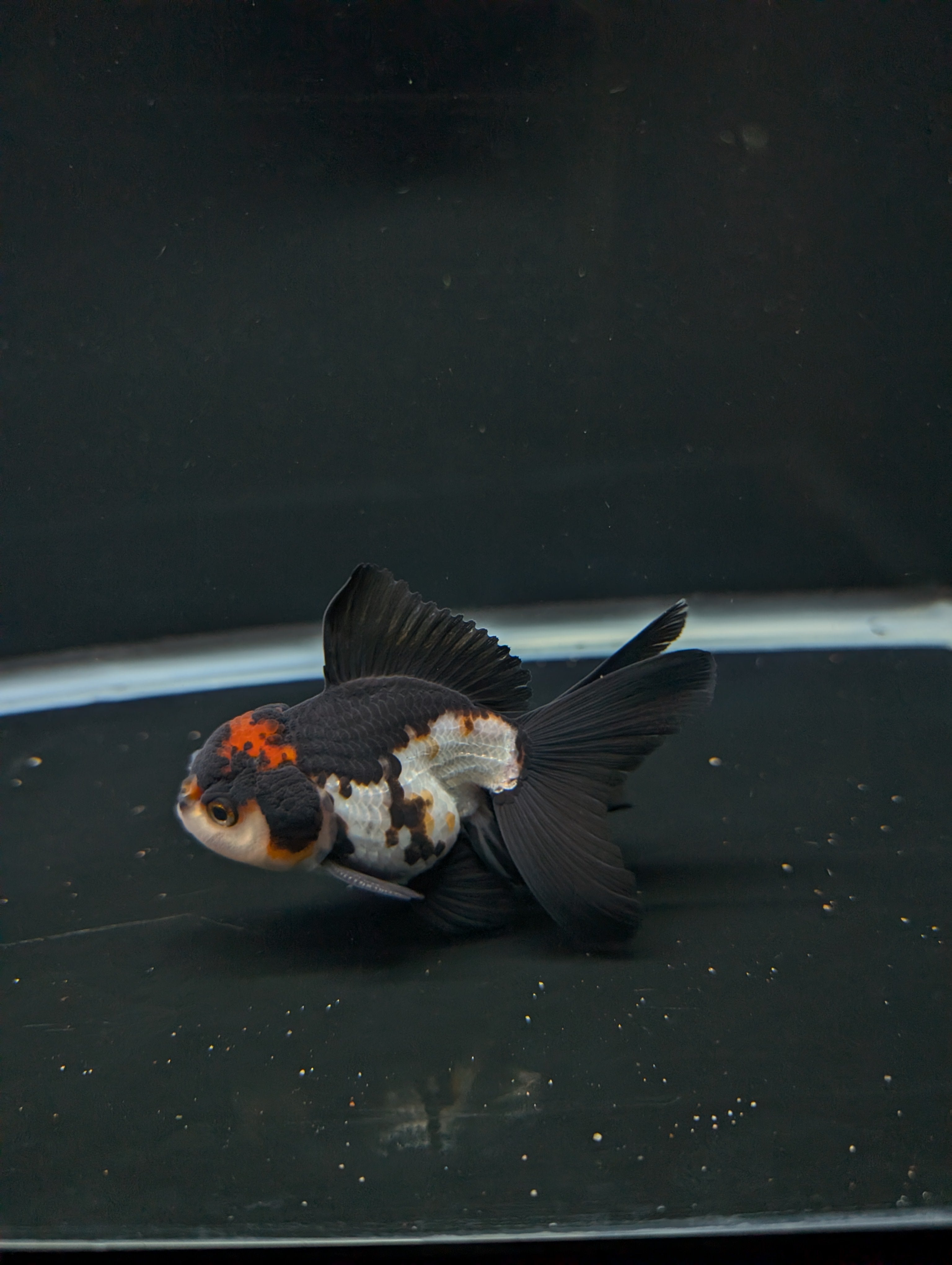 Thai Juvenile Oranda Tricolor 3"-3.5" in.  ID#717T1A-001