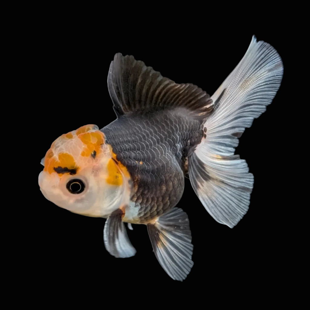 Juvenile Oranda Tricolor 3.5"-4" in.  ID#410T8A-014
