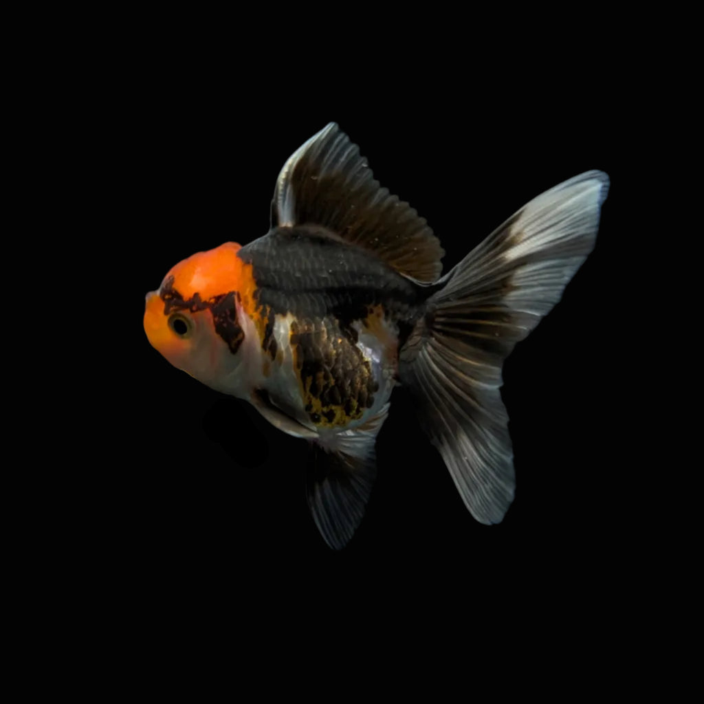 Juvenile Oranda Tricolor 3.5"-4" in.  ID#327T13b-033