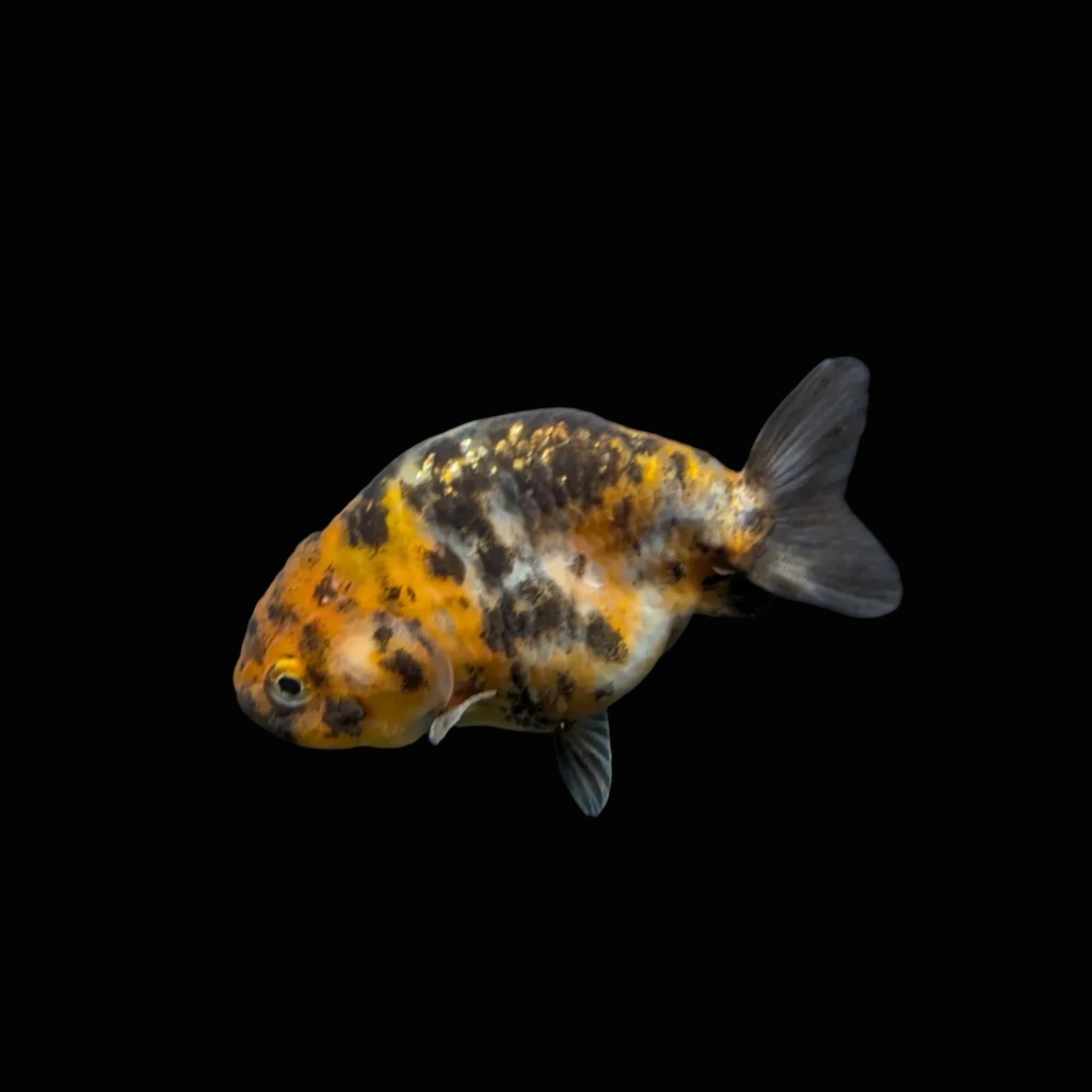 Ranchu Calico 3"-3.5" in. ID#403R7A-001