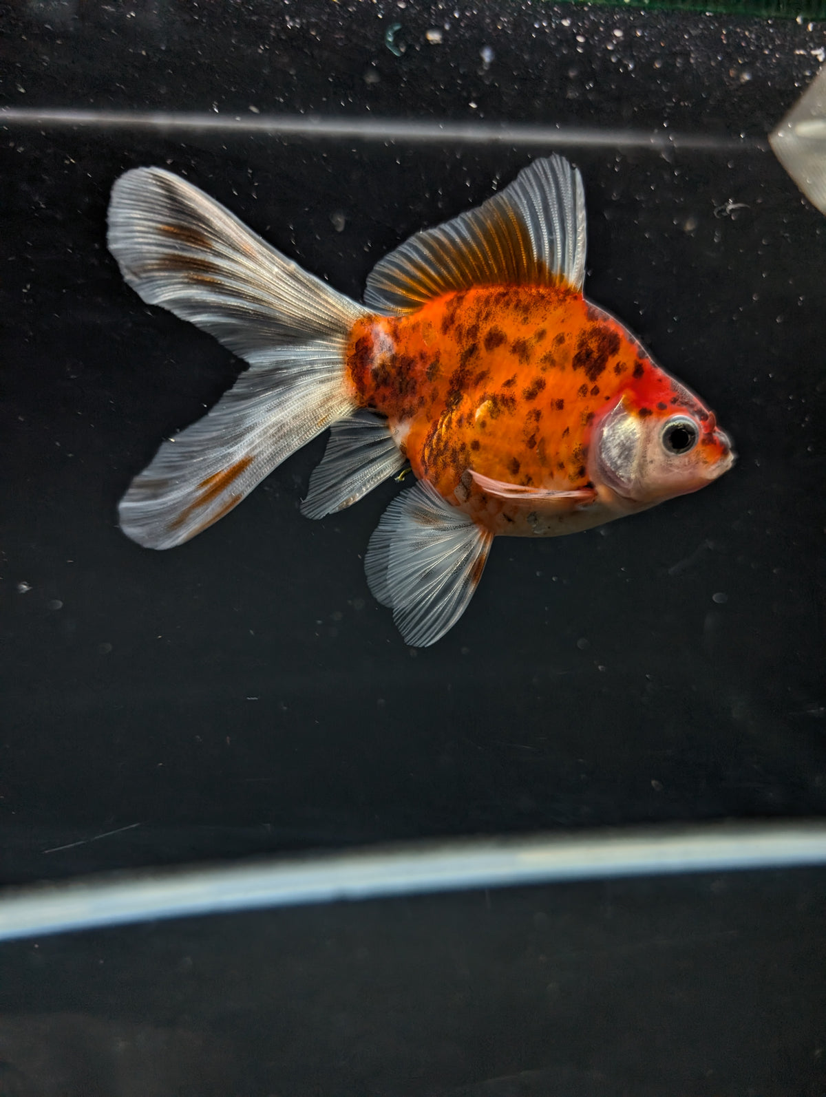 Tamasaba Calico 3"-3.5" in. ID#1009TM1B-010