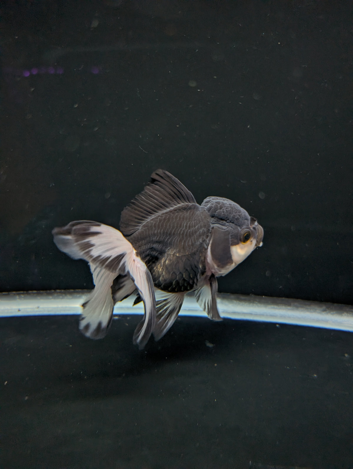 Thai Oranda Panda 4"-4.5"in.  ID#1023T1A-023