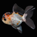 Thai Juvenile Oranda Tricolor 3.5"-4"in.  ID#731T1A-051
