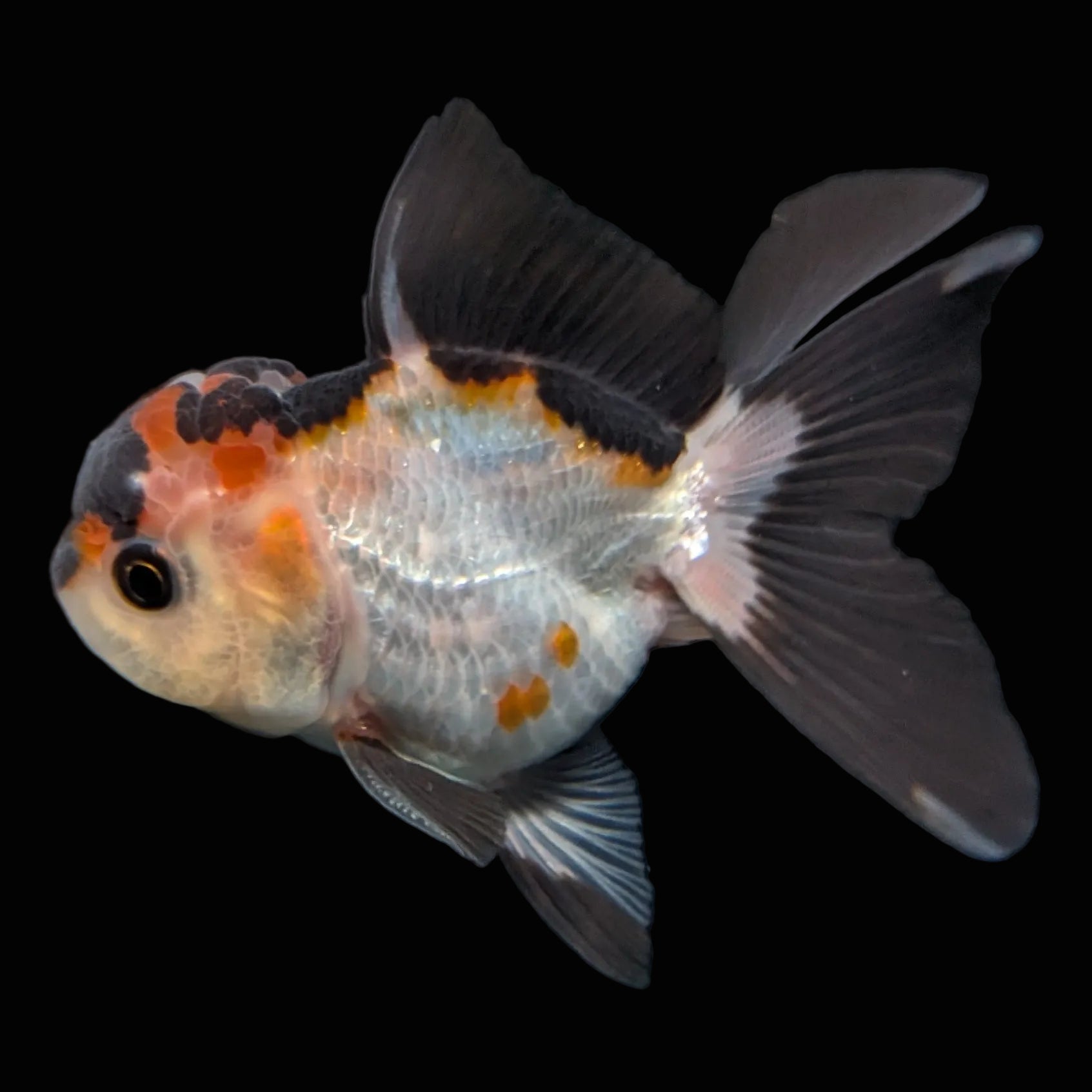 Thai Juvenile Oranda Tricolor 3.5"-4"in.  ID#731T1A-051