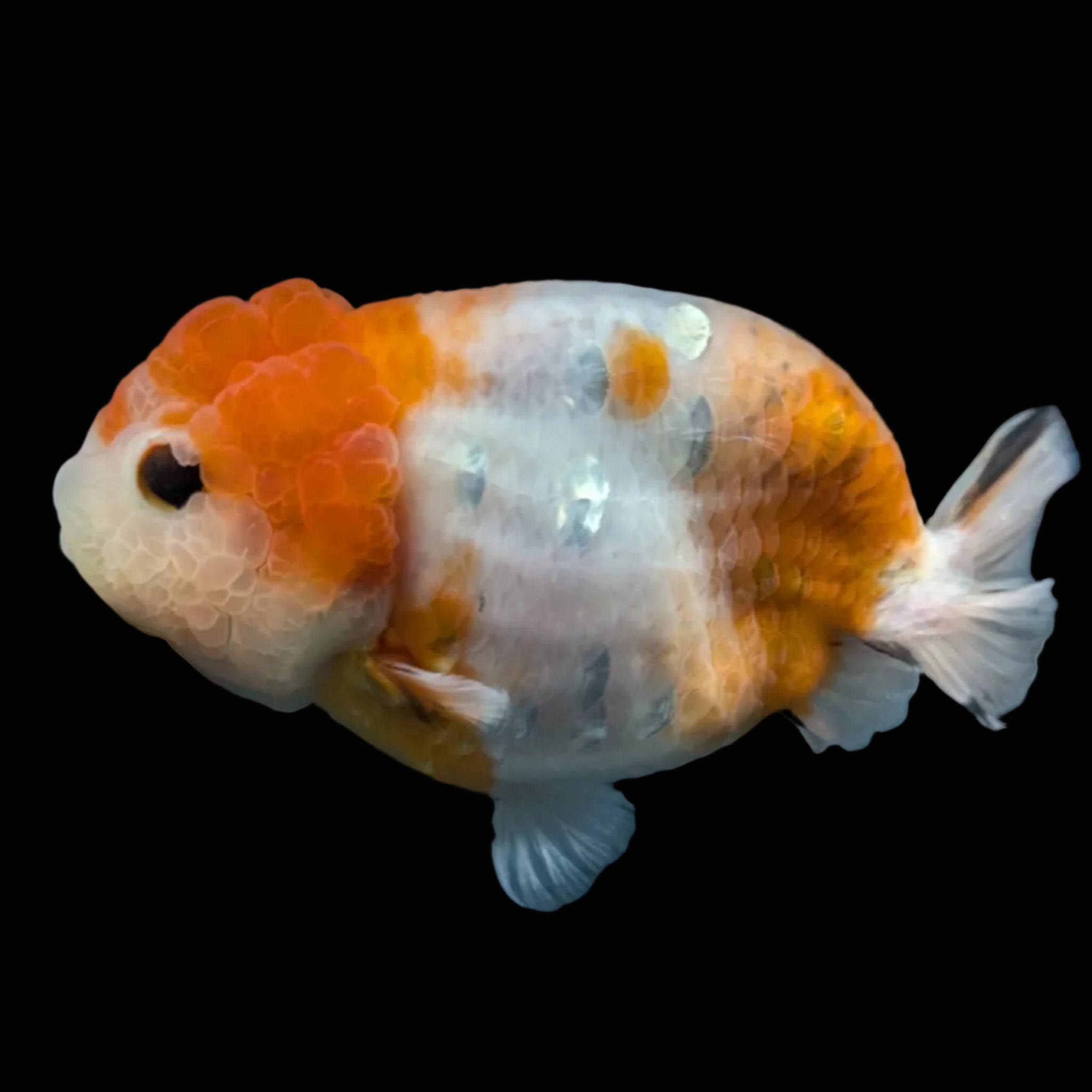 Jumbo Ranchu Sakura 4.5"-5" in. ID#828R8A-054
