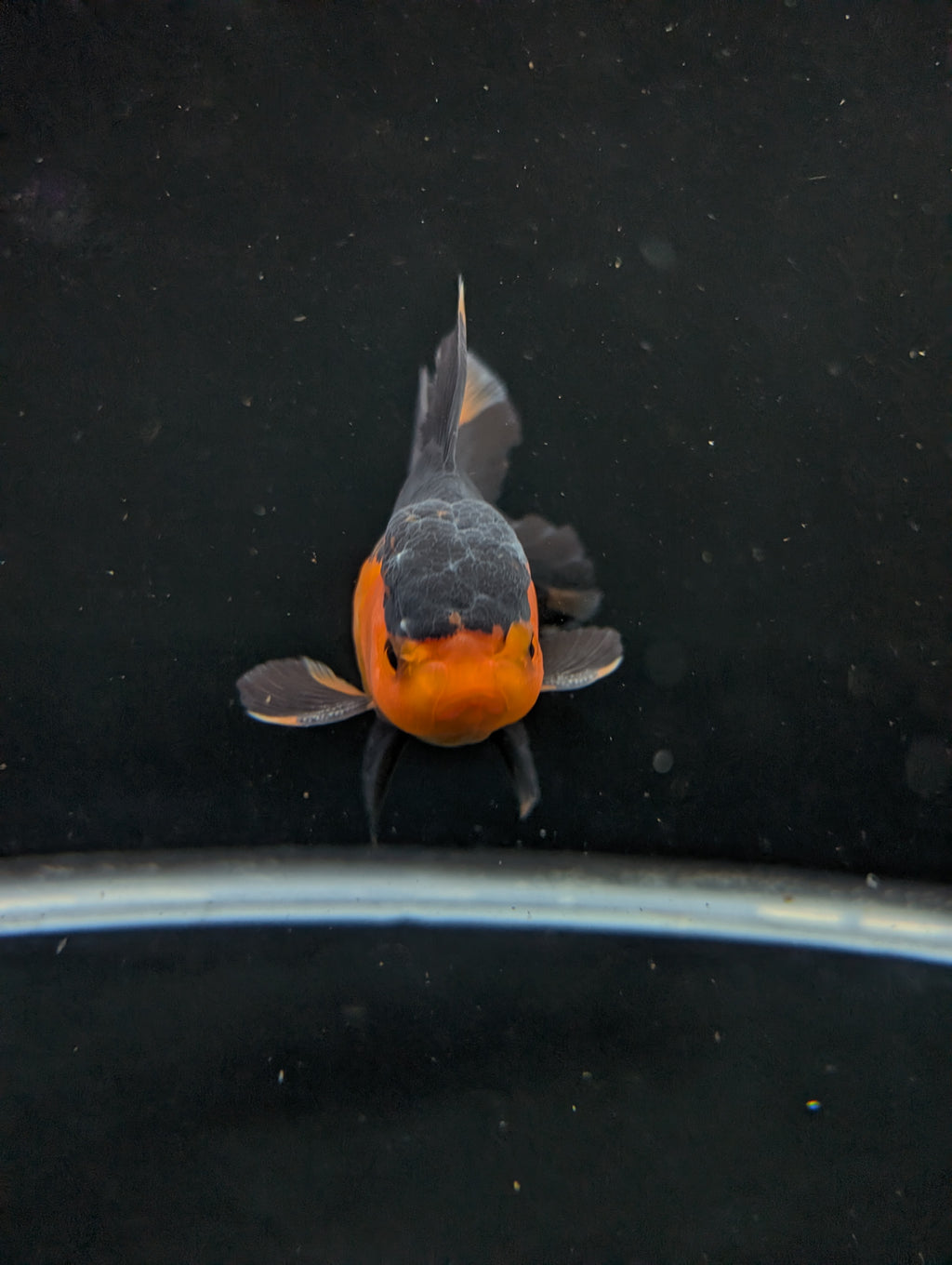 Thai Oranda Red Black 4"-4.5"in.  ID#1016T1A-004