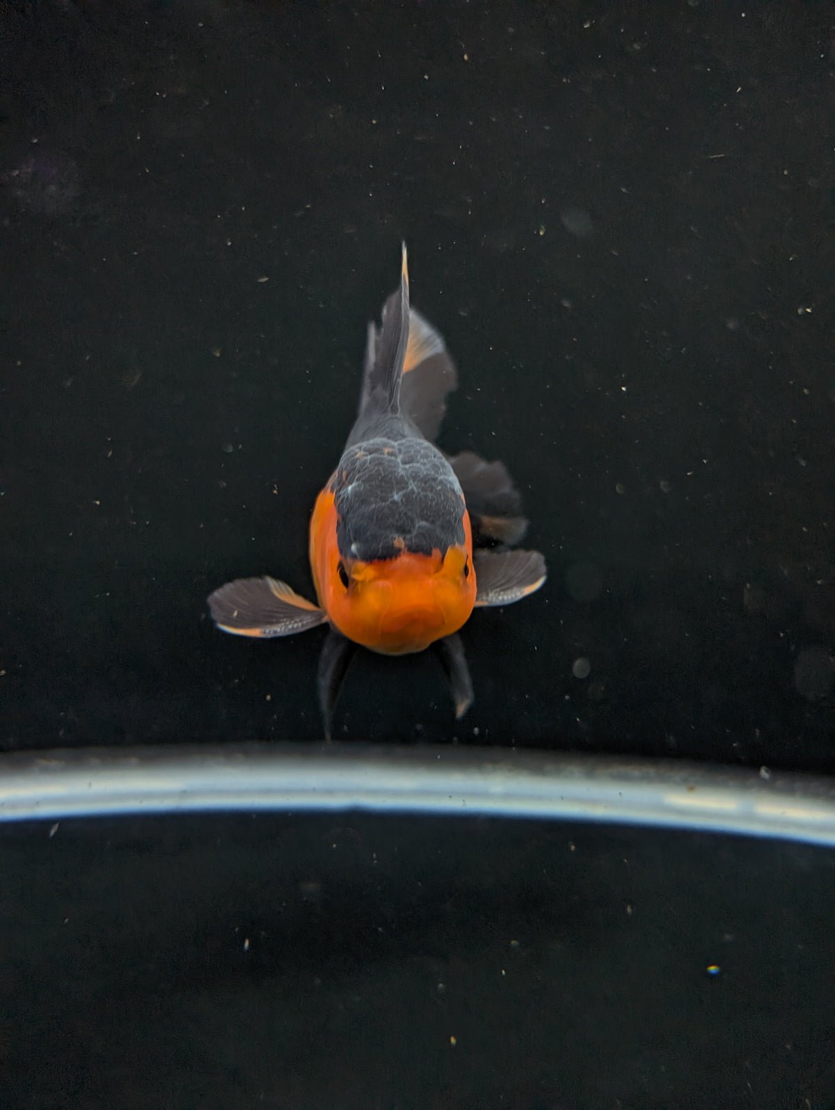 Thai Oranda Red Black 4"-4.5"in.  ID#1016T1A-004