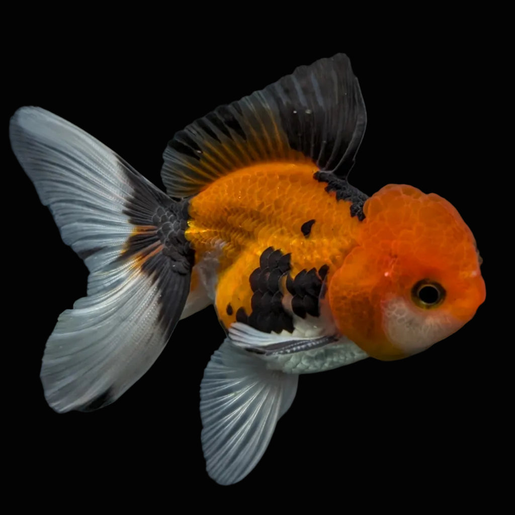 Juvenile Oranda Tricolor 3.5"-4" in.  ID#424T1A-003