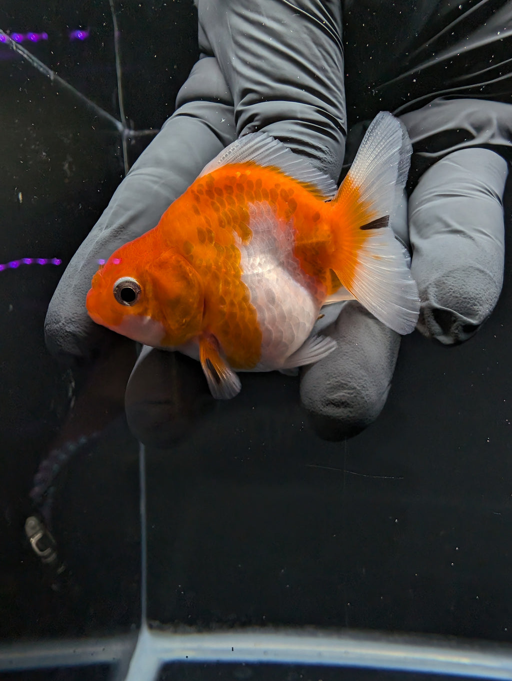 Baby Thai Shogun Oranda Red White 2"-2.5" in. ID#1016BSG11A-006