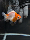 Baby Thai Shogun Oranda Sakura 2"-2.5" in. ID#1023BSG11A-022