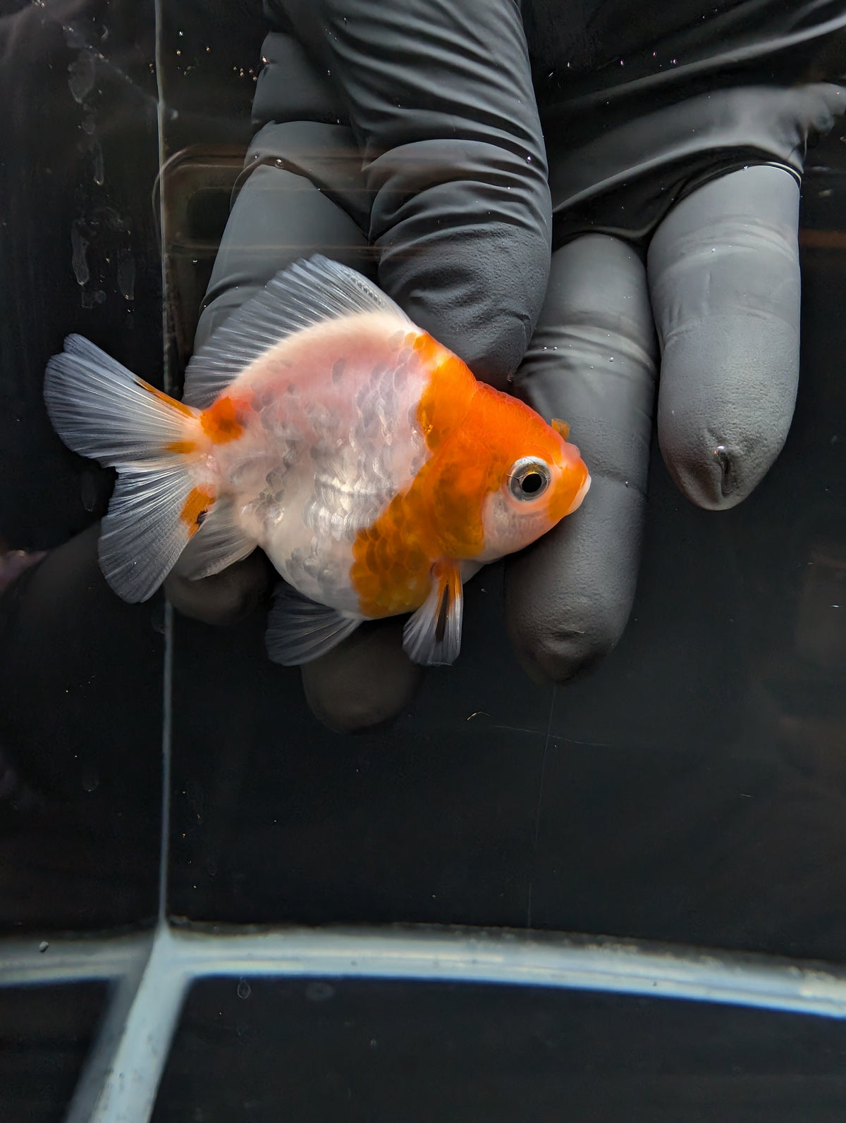 Baby Thai Shogun Oranda Sakura 2"-2.5" in. ID#1023BSG11A-022