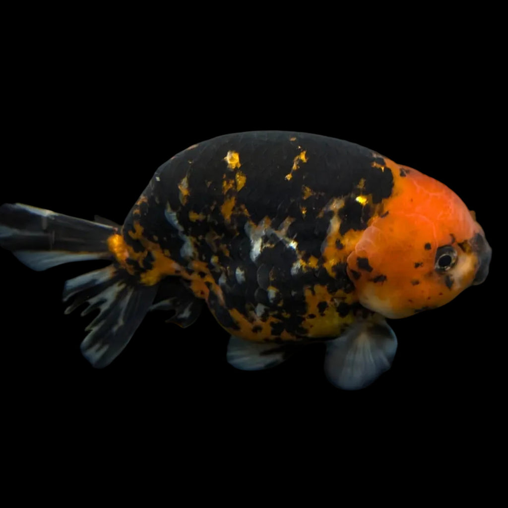 Jumbo Ranchu AA Grade *Special Color Calico 5.5"- 6"in. ID#116R4B-08
