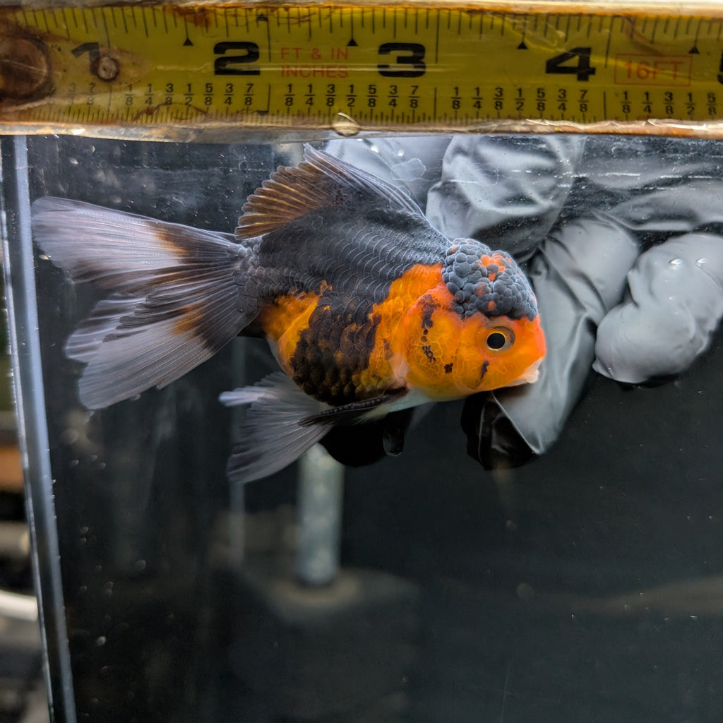 Juvenile Oranda Tricolor 3.5"-4" in.  ID#417T7A-010