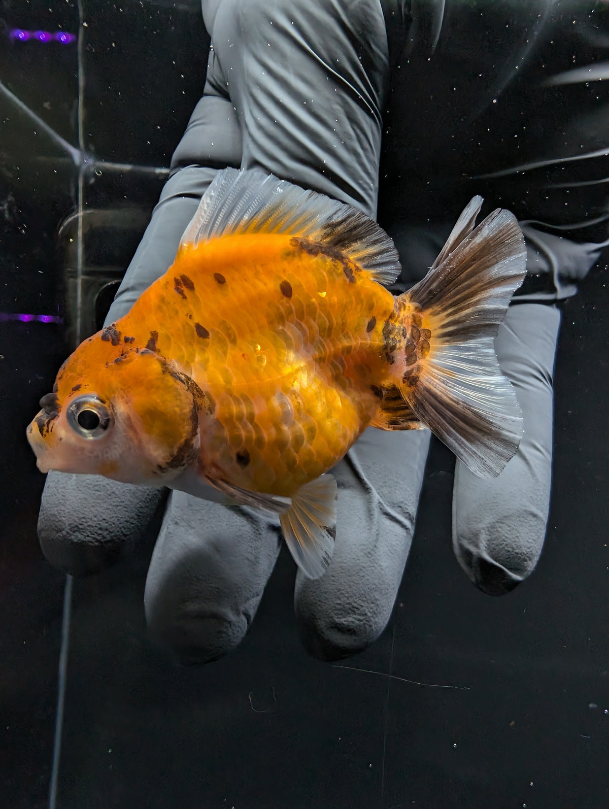 Baby Thai Shogun Oranda Calico 2"-2.5" in. ID#1016BSG11A-007