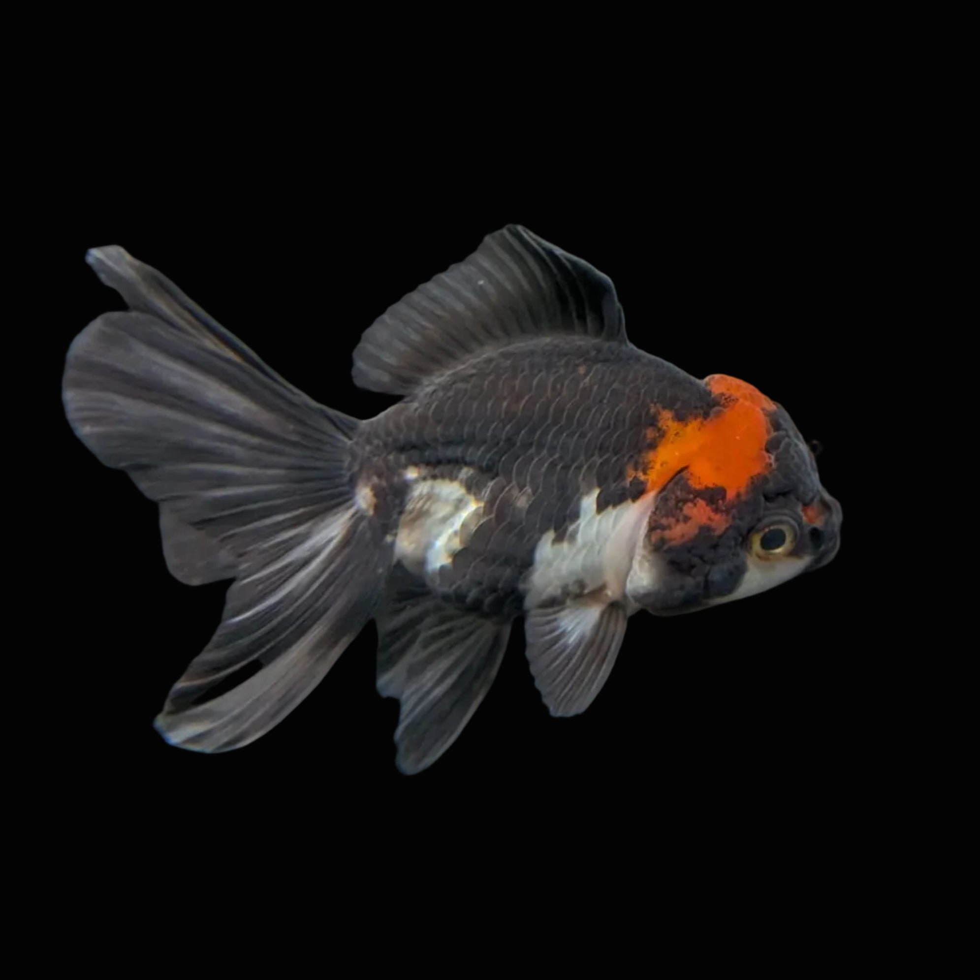 Juvenile Oranda Tricolor 3.5"-4" in.  ID#501T2A-006
