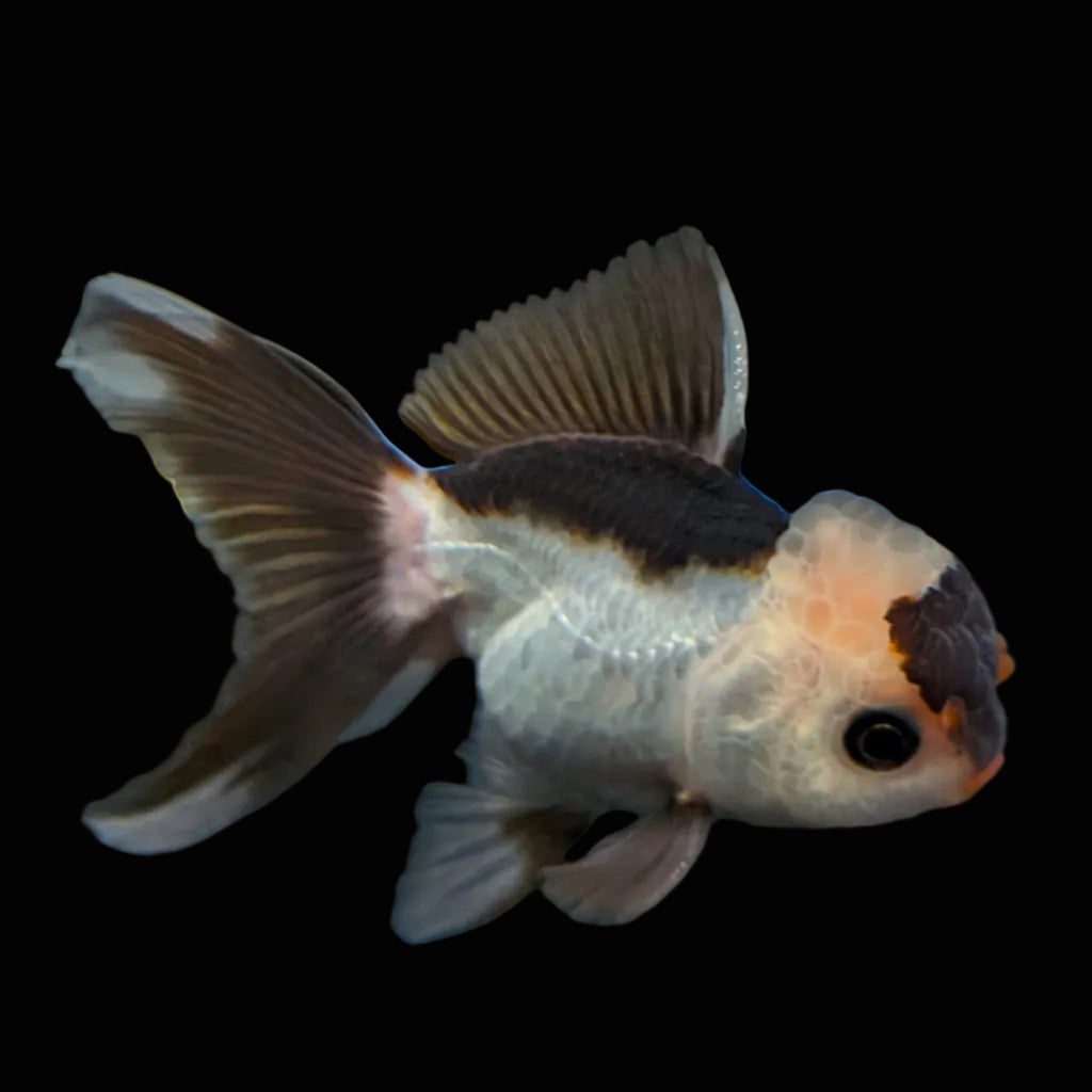 Juvenile Thai Oranda Panda 3"in.  ID#814T1A-006