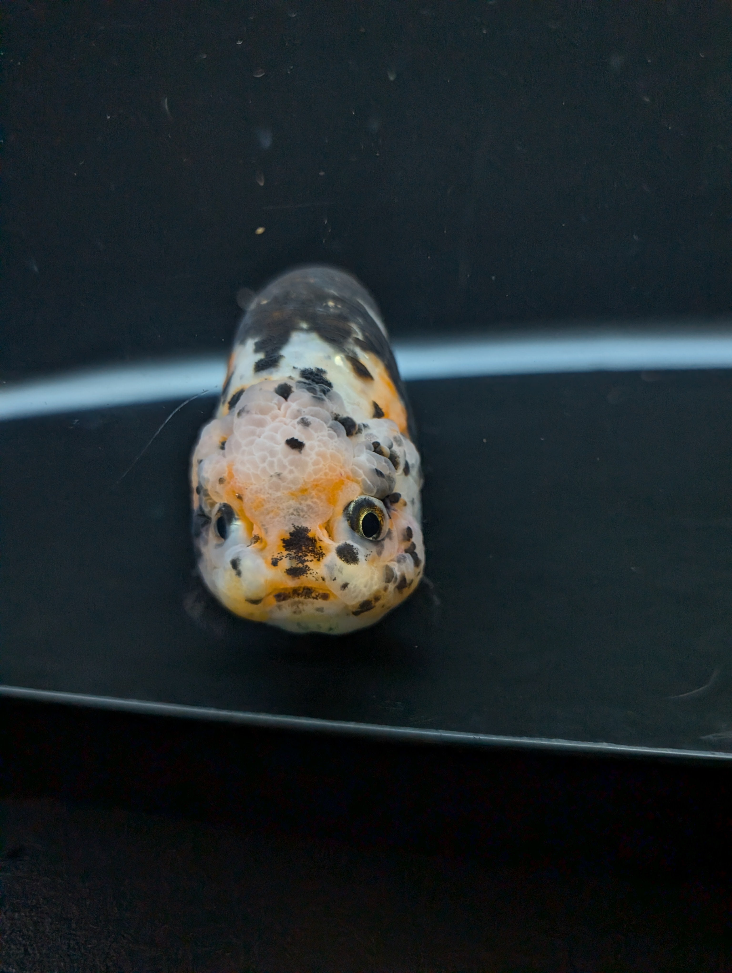 Jumbo Ranchu Calico 4.5"-5" in. ID#828R8A-055