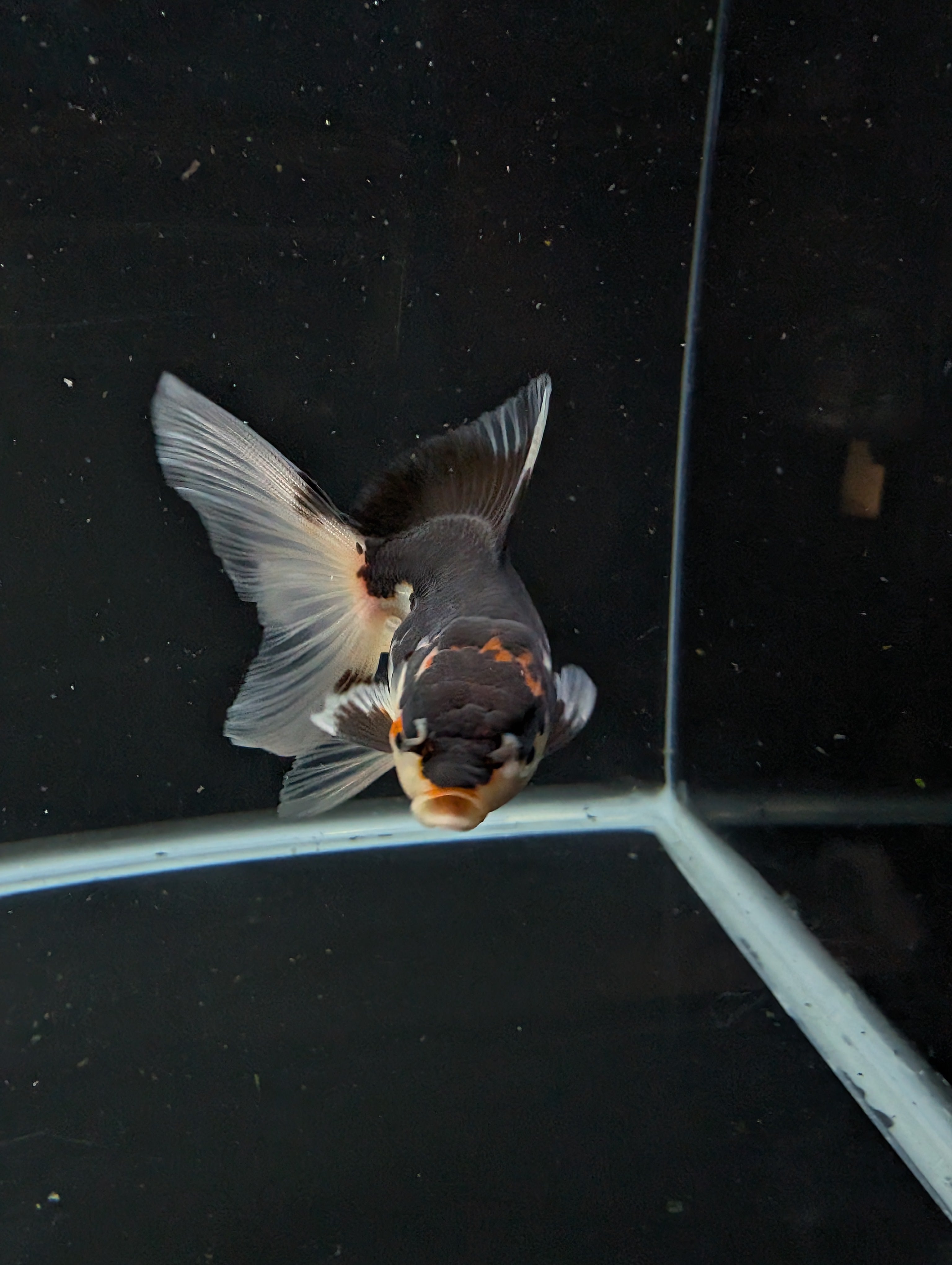 Thai Juvenile Oranda Tricolor 3"-3.5" in.  ID#626T1A-002
