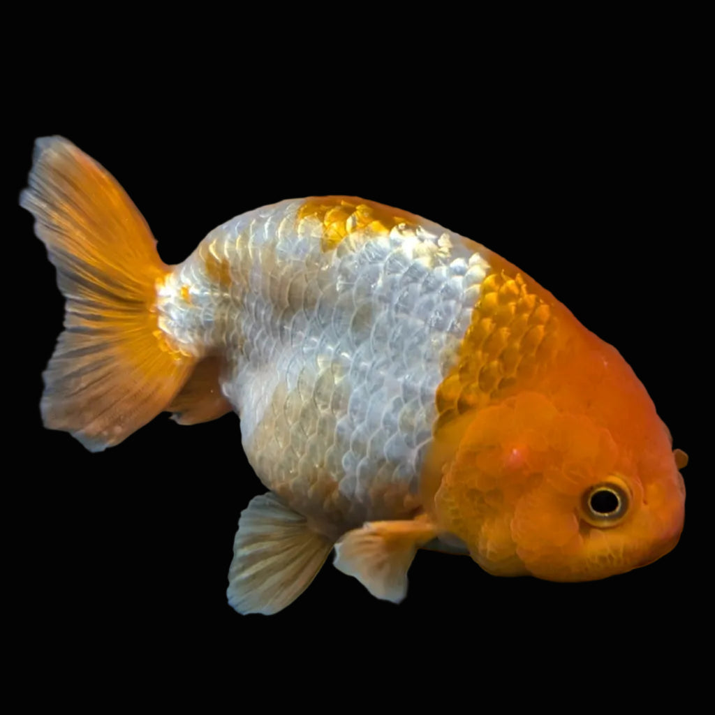 Ranchu Red White 4"-4.5"in. ID#821R4A-057