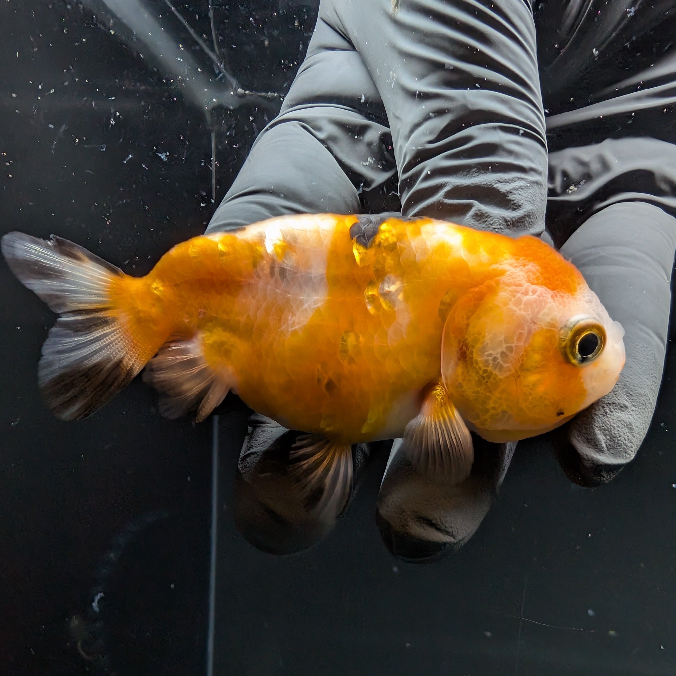 Ranchu Calico 2.5"-3" in. ID#724R4A-031