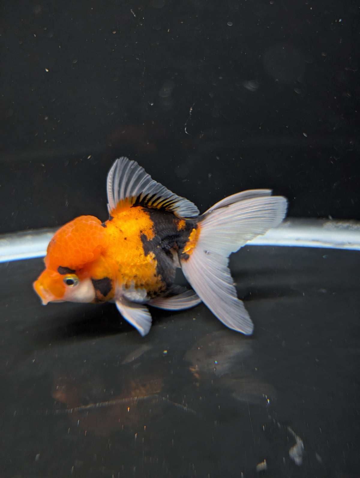 Thai Oranda Tricolor 4"-4.5"in.  ID#1023T1A-025
