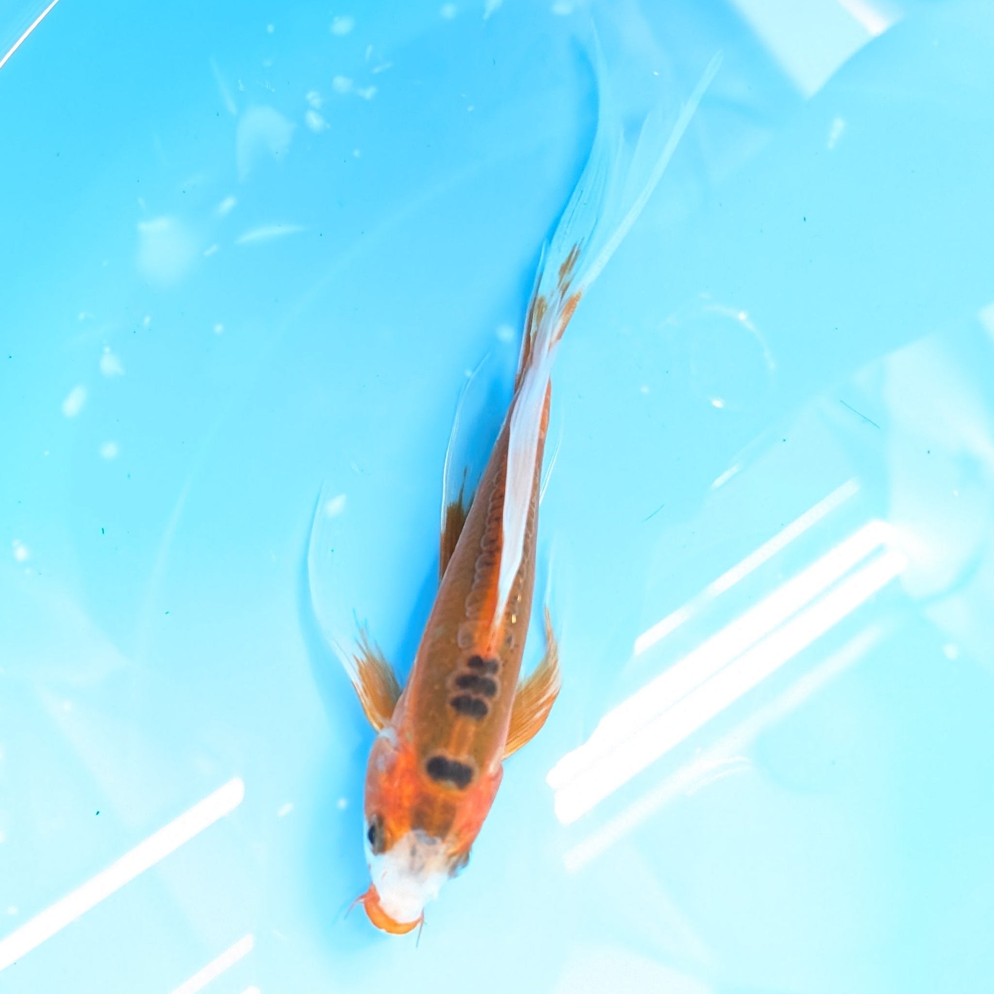 Shusui Butterfly Koi  6"-7" in. ID#727BFK-001