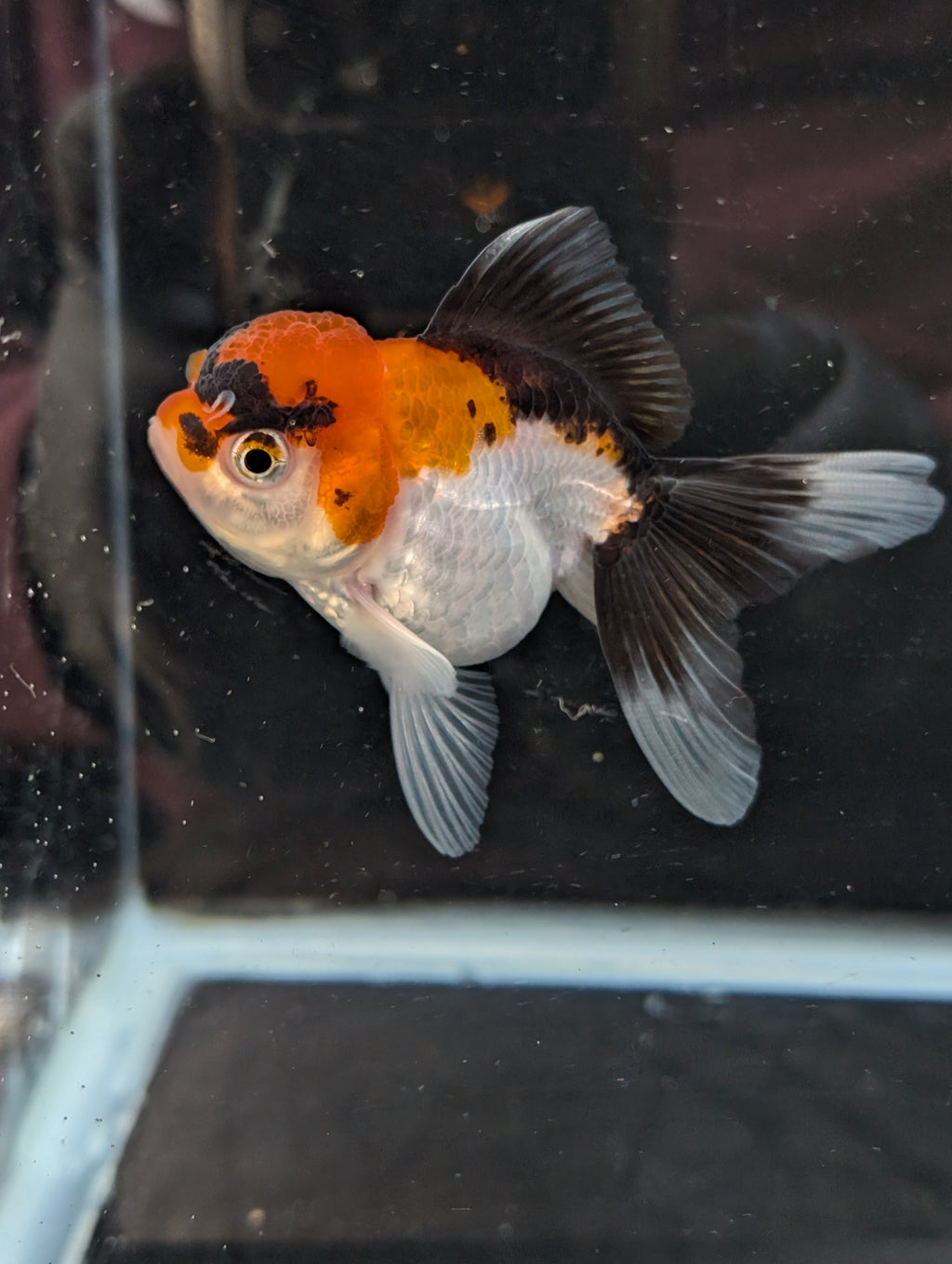 Juvenile Oranda Tricolor 3.5"-4" in.  ID#410T8A-017
